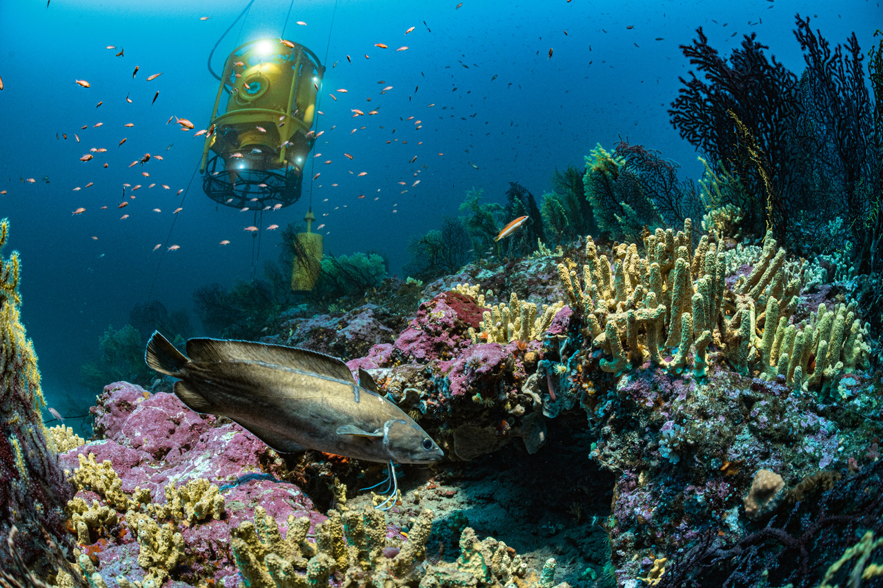 Laurent Ballesta - underwater world