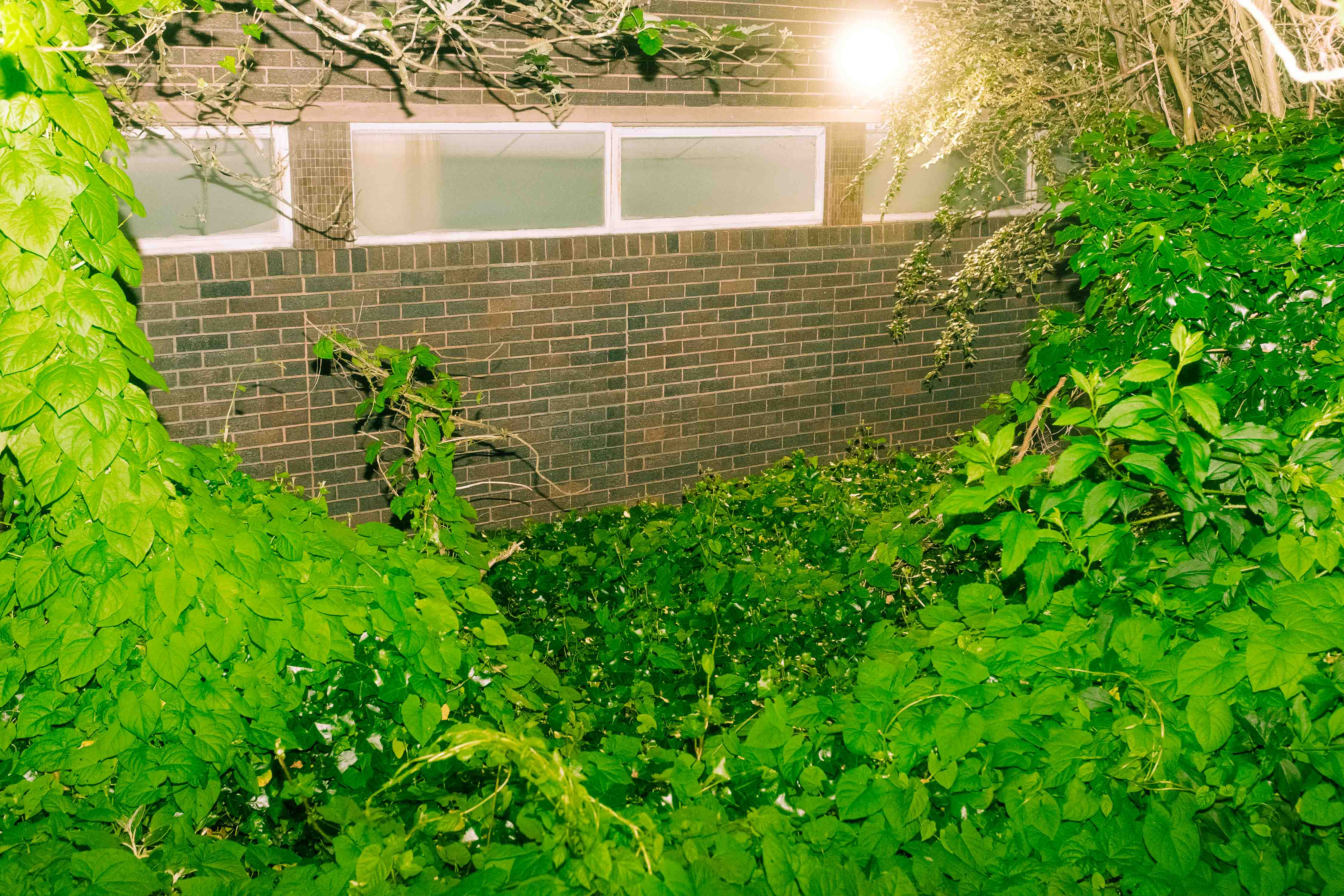 A scene of overgrown leaves forming most of the frame with a brown brick wall in the background. Taken by Connor Redmond on the Fujifilm X100F.
