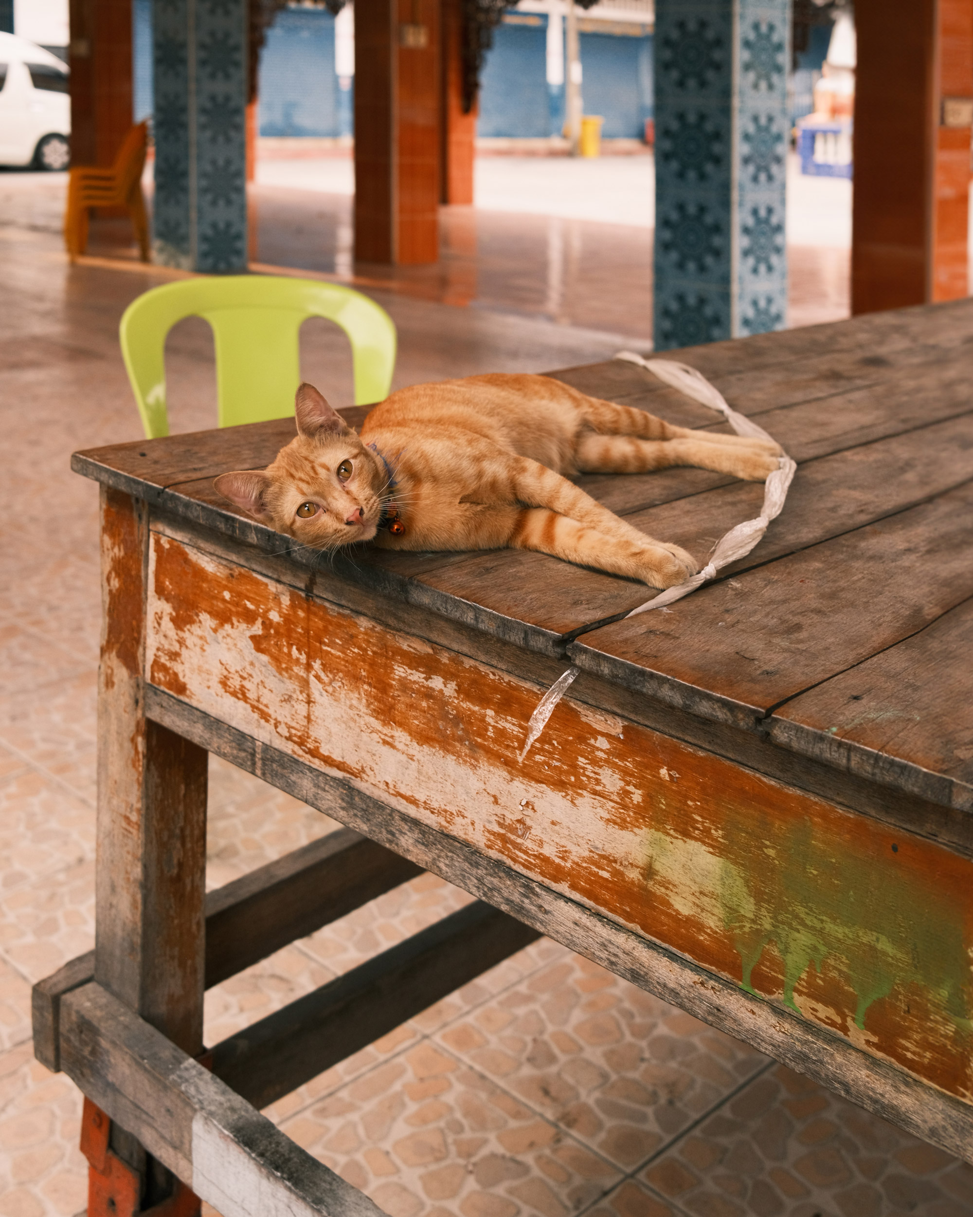 Tabby cat lying on a wooden table, looking directly into the camera, shot by Michael Schulz with the Fujifilm X100V

