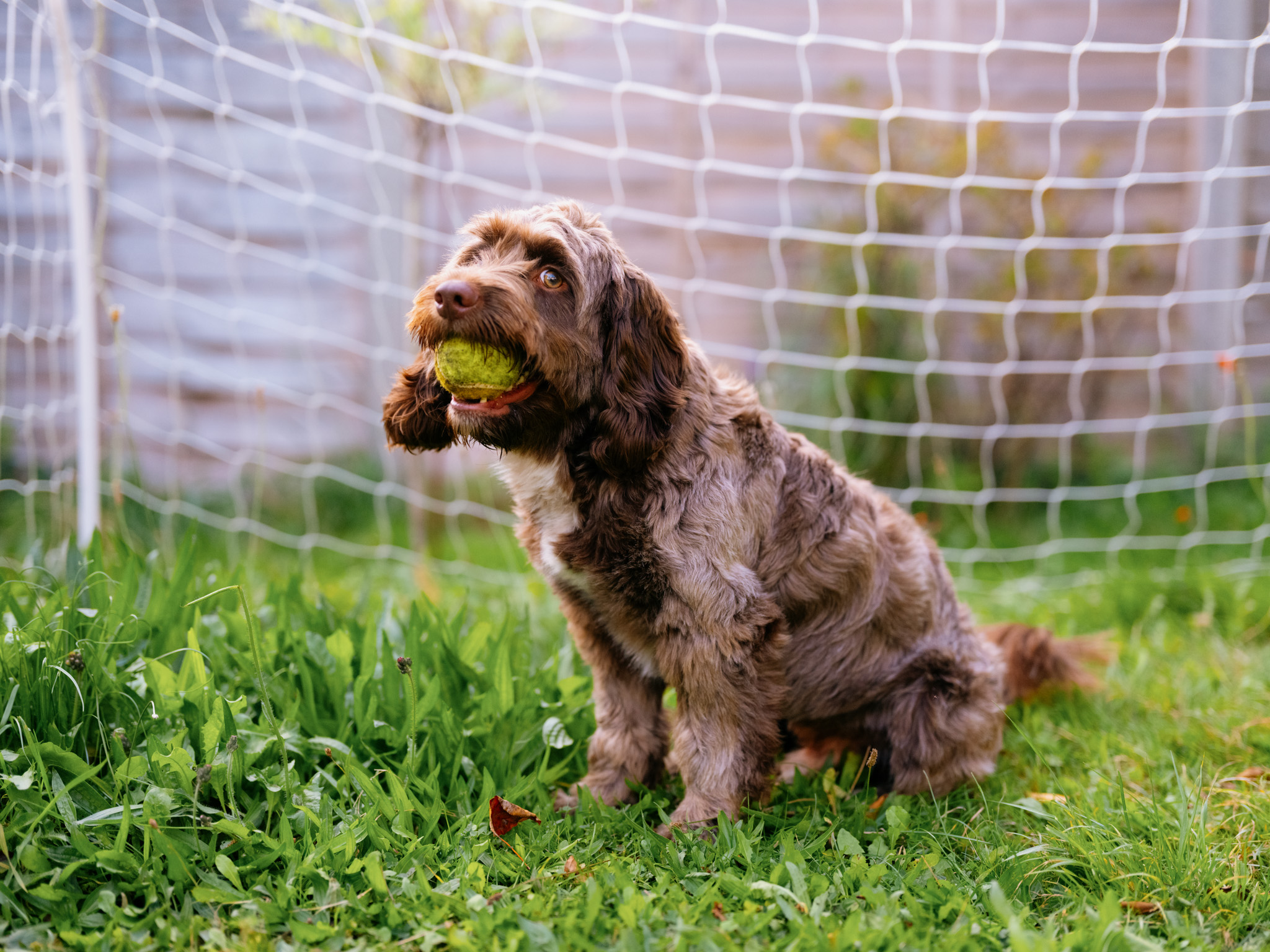 A dog with a tennis ball in its mouth looking at the camera