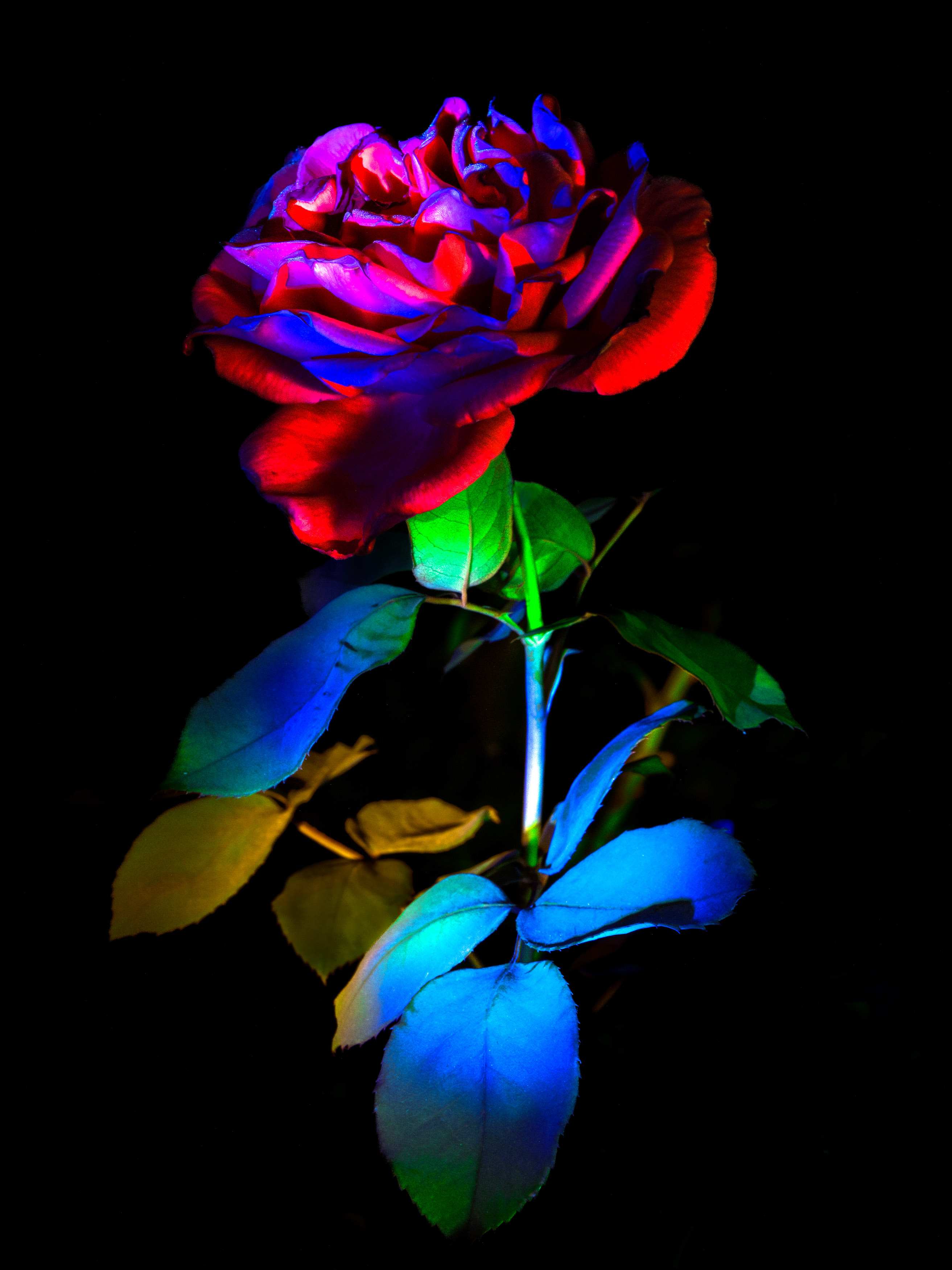 Een met licht beschilderde rozenbloem in verschillende kleuren op een zwarte achtergrond