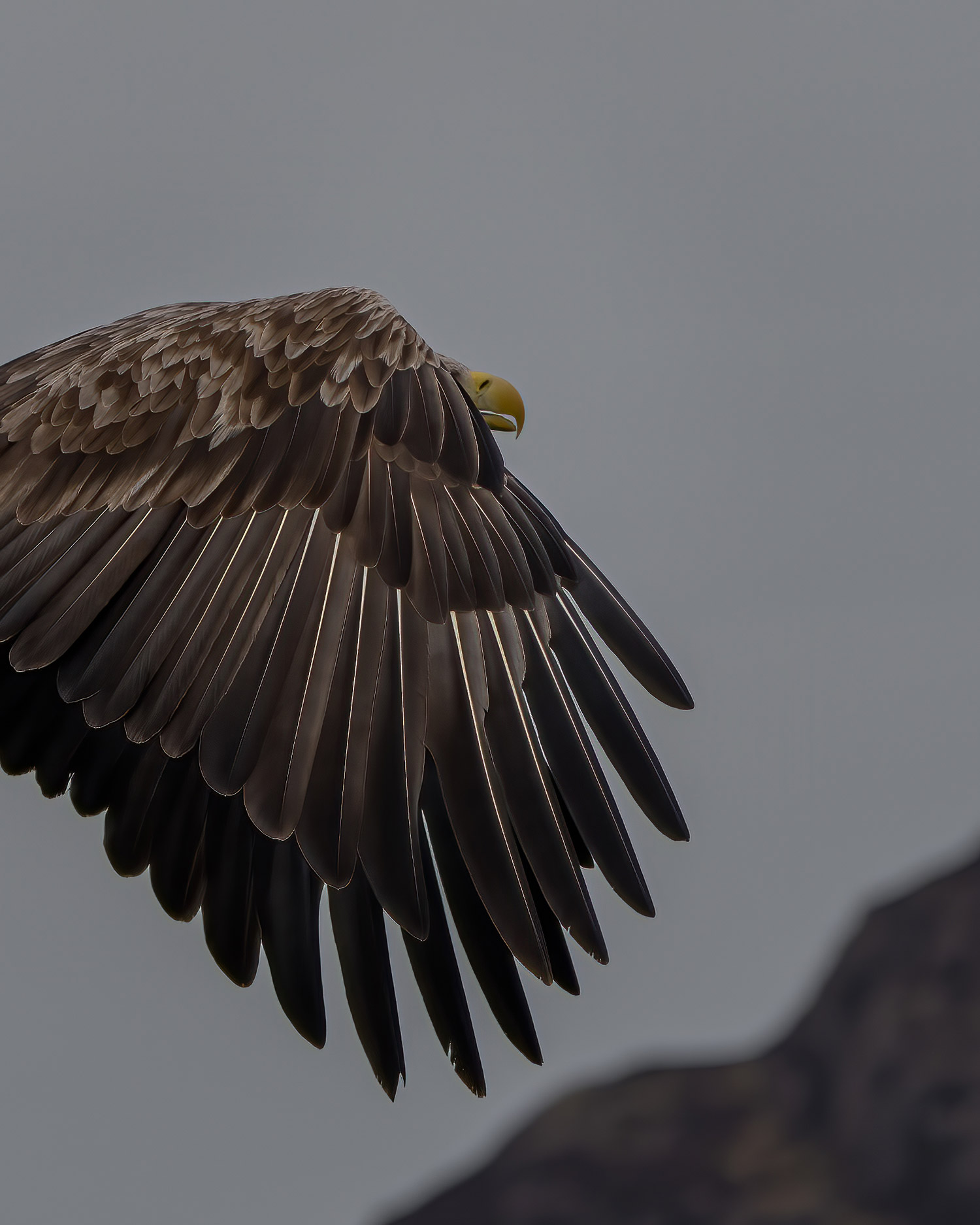 Een vliegende zeearend gefotografeerd door Jason Fenton met de Sony A1 en Sony FE 200-600mm f/5.6-6.3 G OSS.