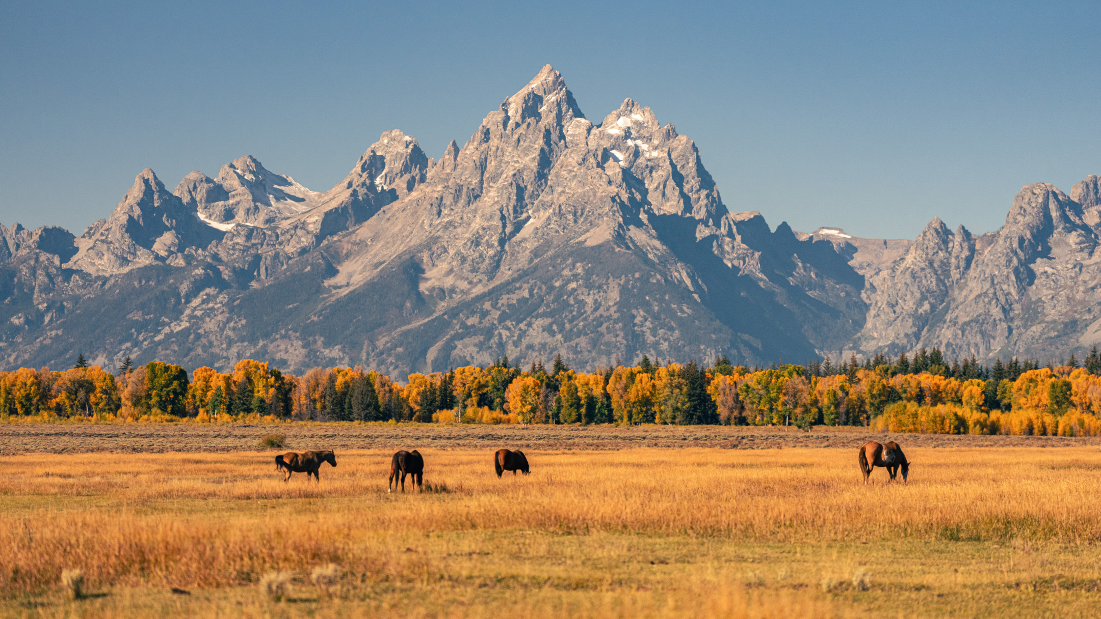 Wyoming mountain shot with horses in a field
