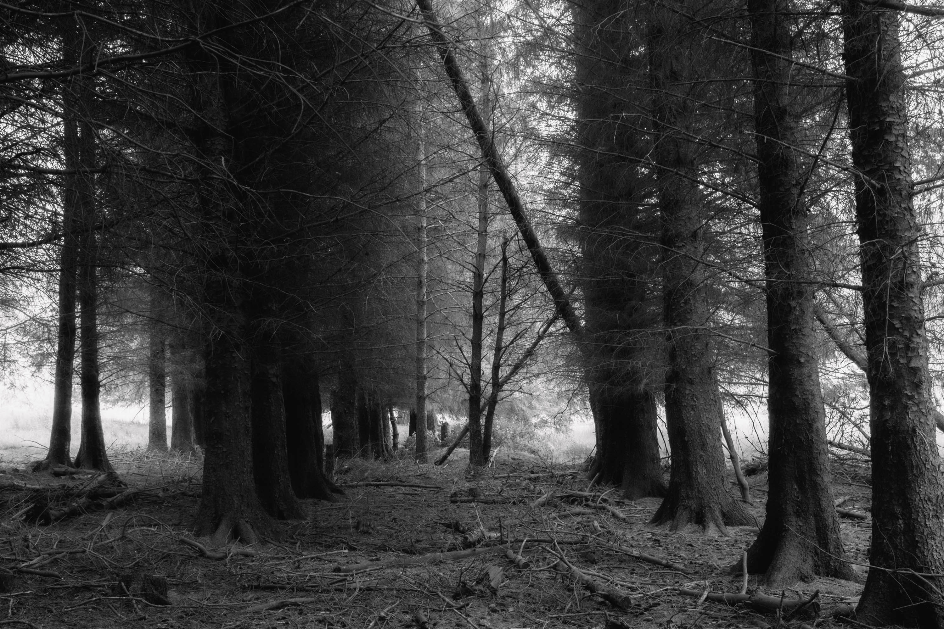 A fairly dense forest in Scotland in black and white. Taken on the Fujifilm X-T4 by Ian Howorth.