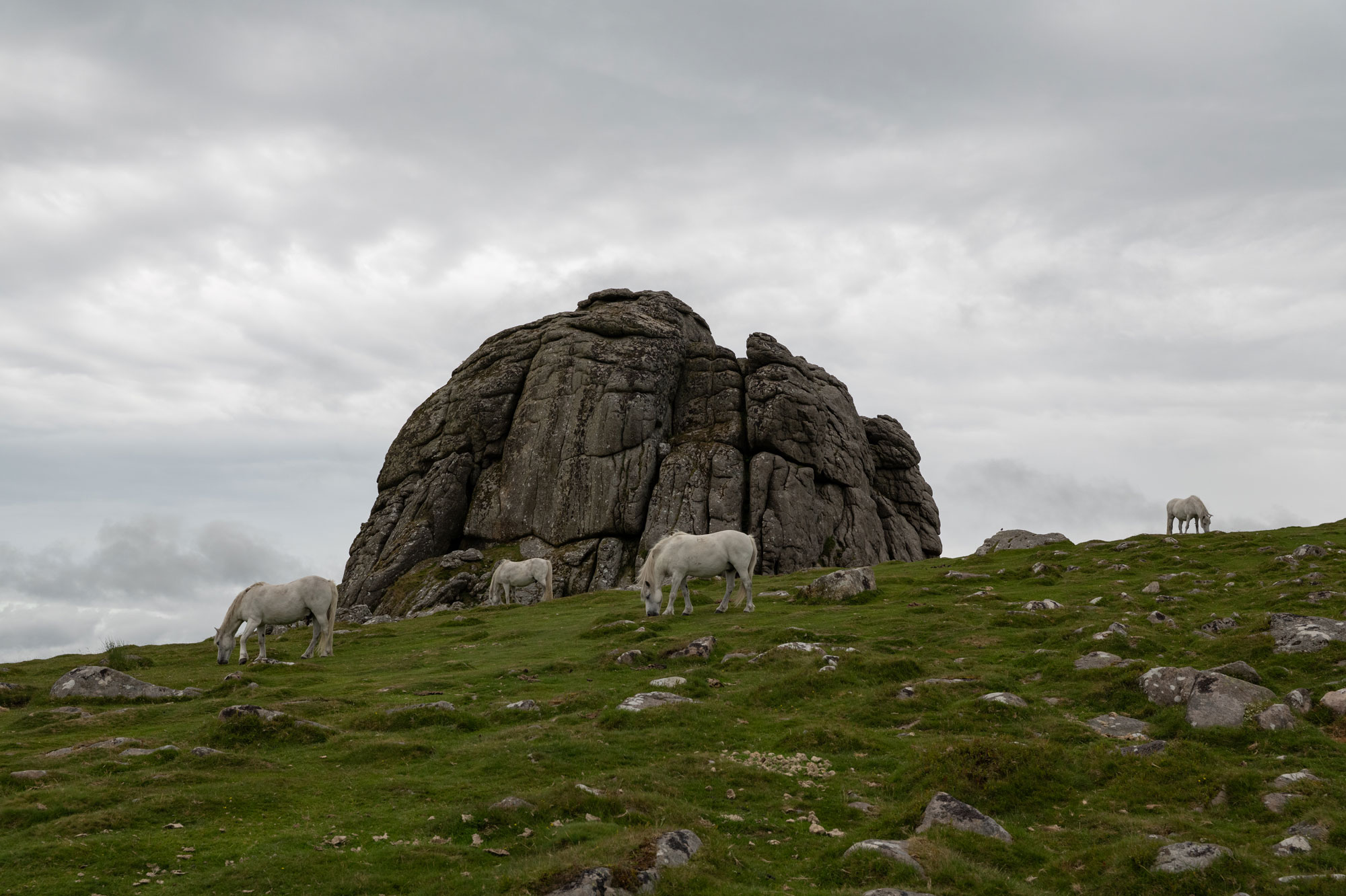 White horses graze on the side of a hill in Dartmoor National Park. Behind them, a large rock formation and a grey sky with wispy white clouds. Photo by Amy Moore with the Panasonic S1R II.
