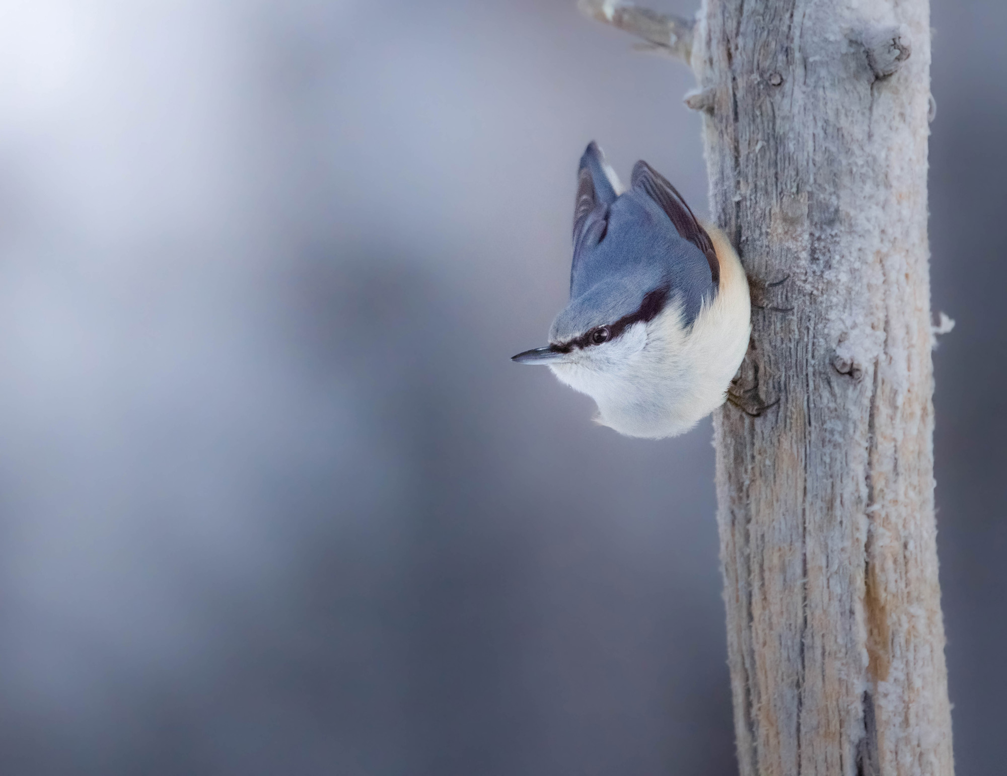 A blue and white nuthatch standing on an icy branch in northern Sweden, shot by Hannah Stitfall with a Canon EOS R5