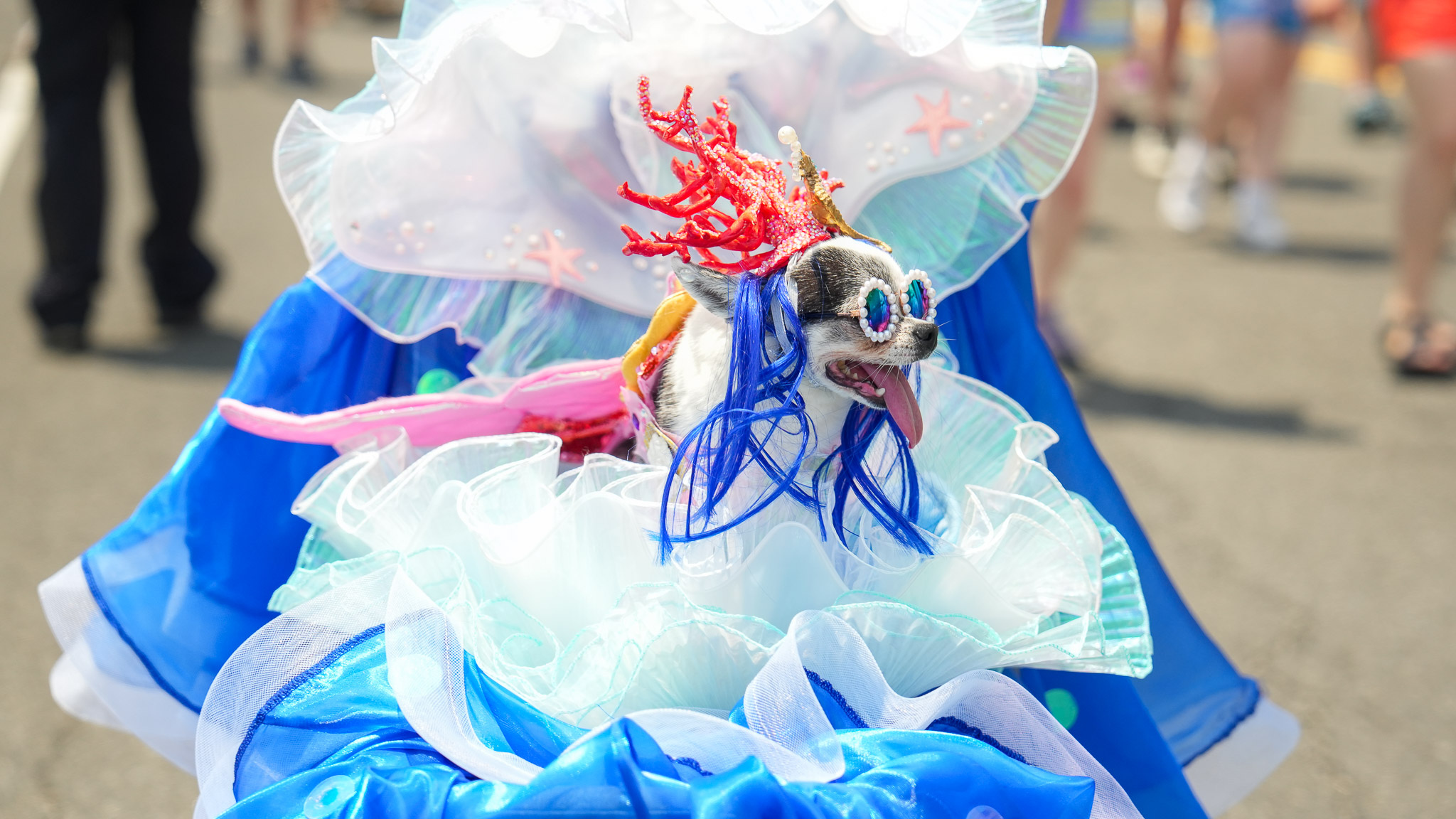 A tiny dog at the Mermaid Parade wearing a pink coral tiara and a big blue dress. 
