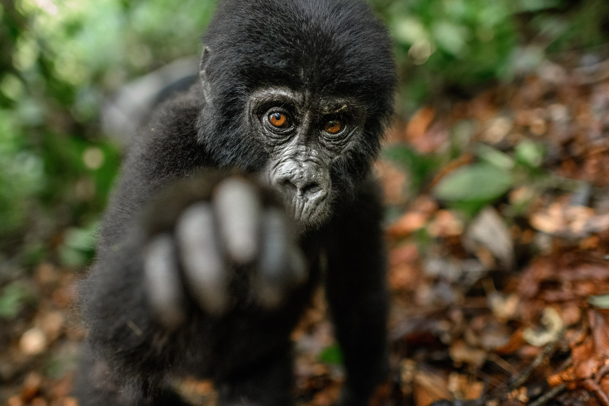 A baby gorilla reaching towards the camera, shot with a Nikon D850 by Richard Peters