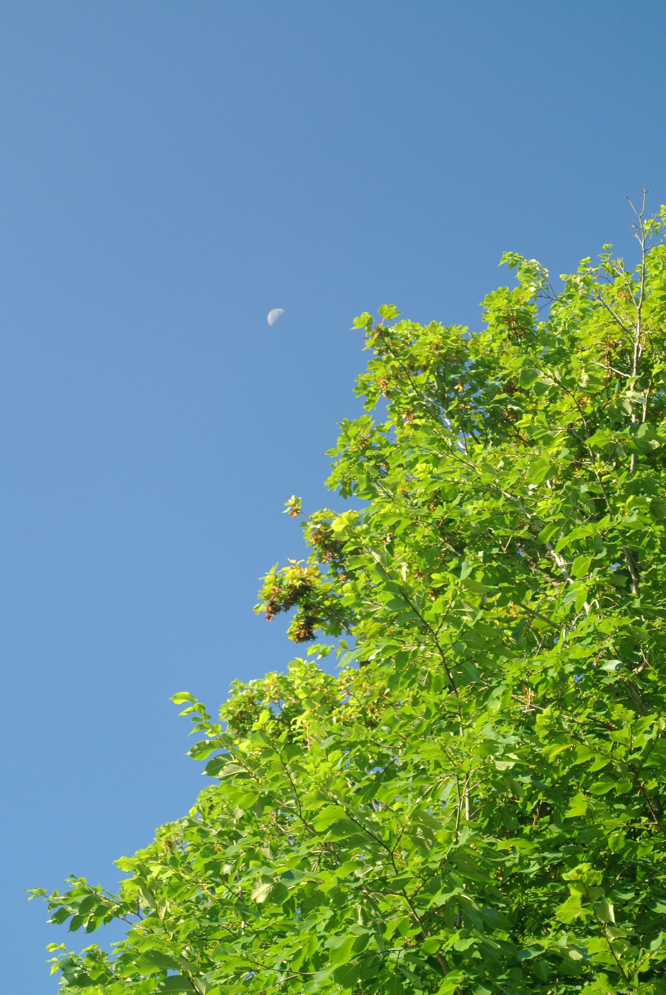 Die lebhaften grünen Blätter eines Baumes vor klarem blauem Himmel. In der Mitte, ein Viertelmond.