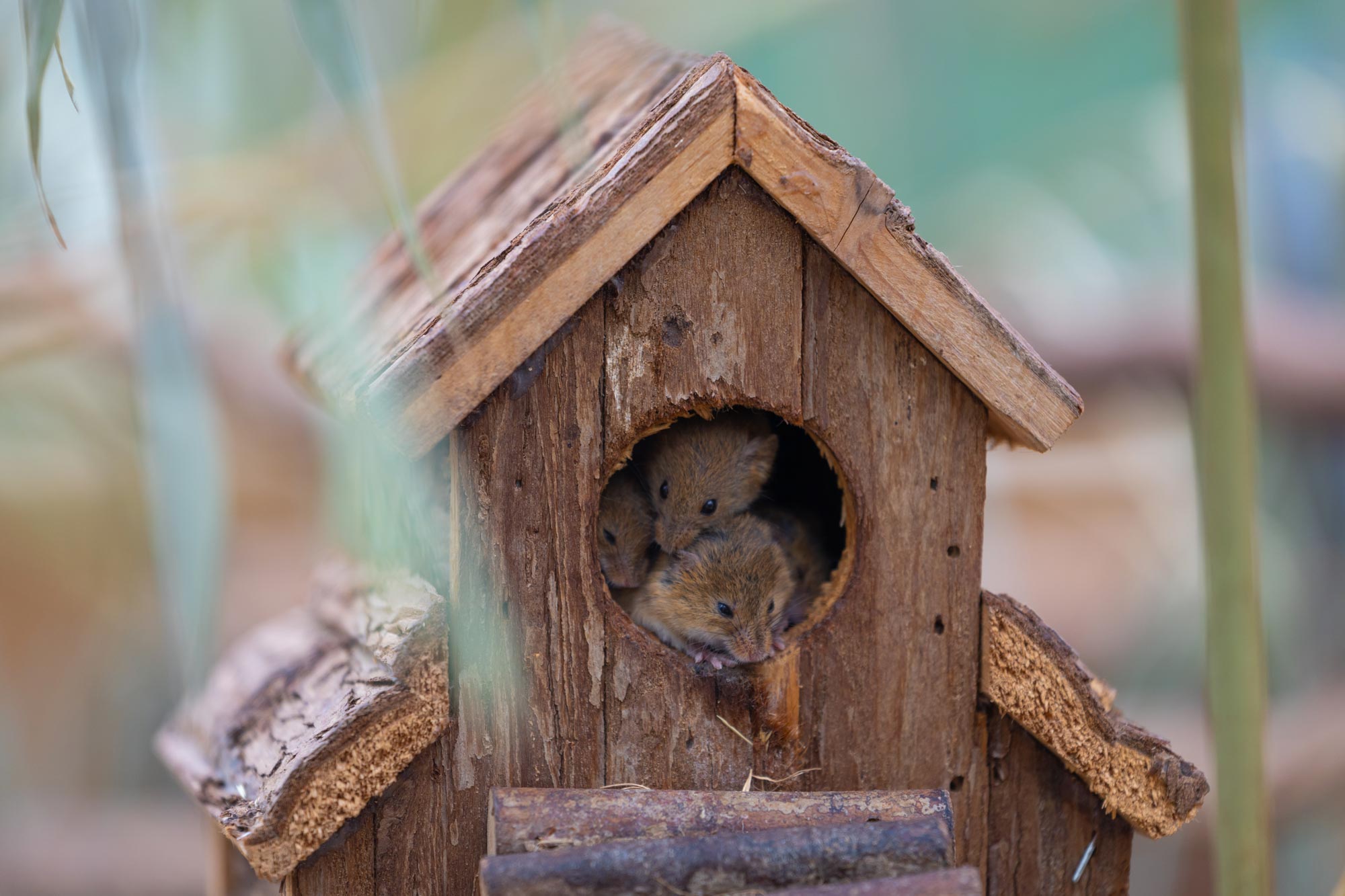 Three mice poke their noses out of a small wooden window in a man-made wooden house in a wildlife reserve.