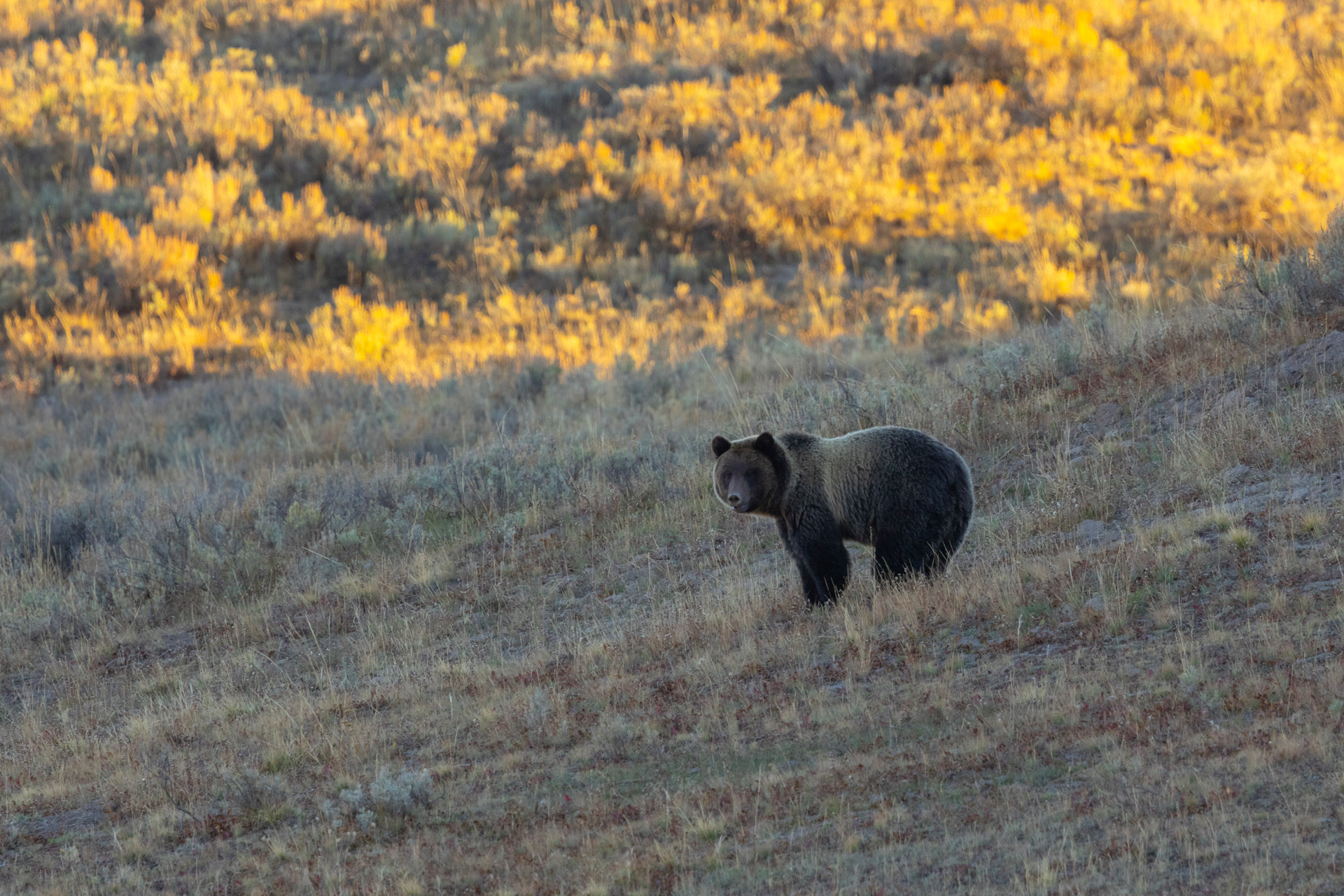 Teleaufnahme eines Grizzlybären auf einem Feld bei Sonnenuntergang im Yellowstone National Park, Wyoming. Aufgenommen von Kristi Townsend mit einer Canon EOS R7.