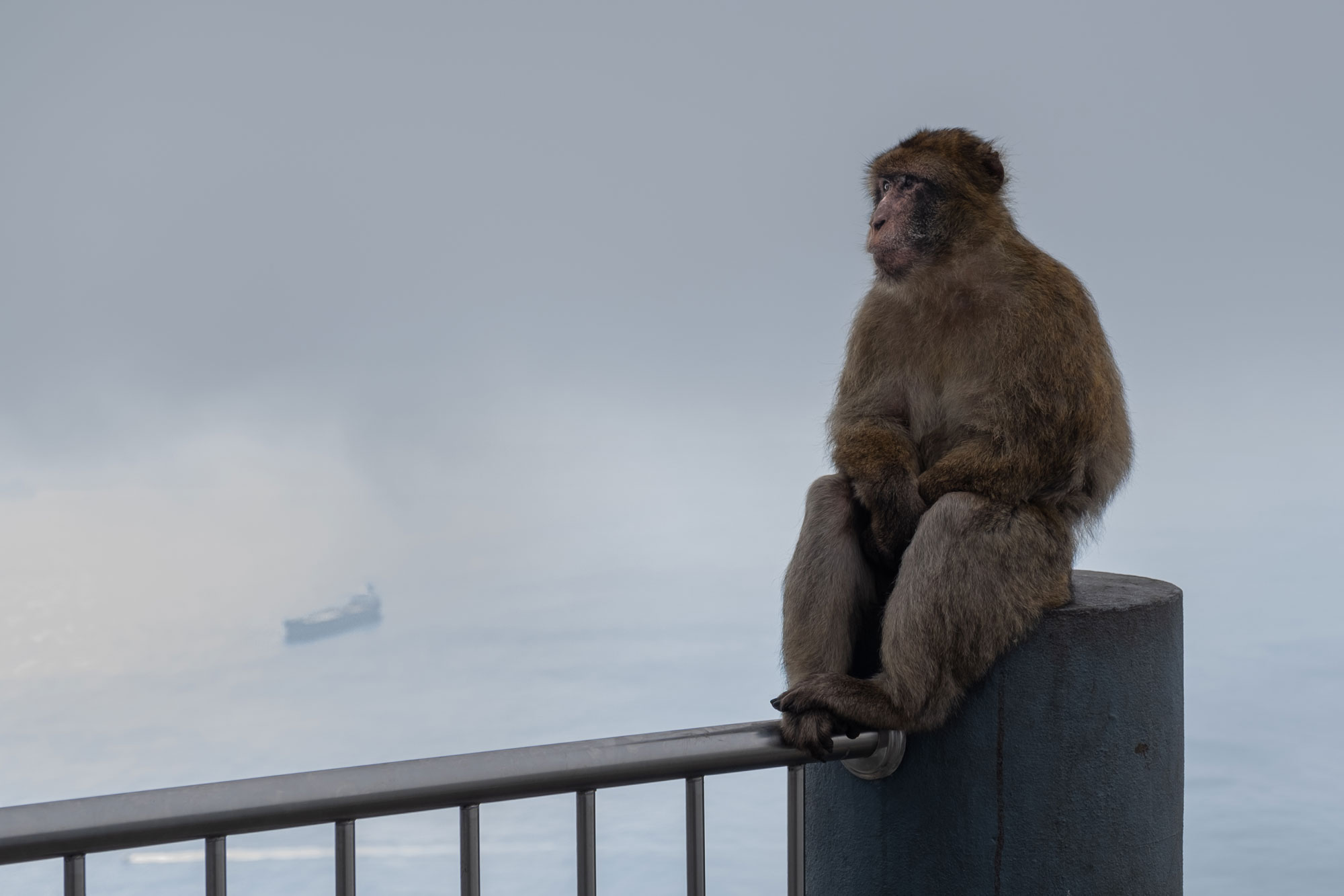 A lone monkey sits upright with its hands and feet crossed, gazing pensively into the distance to the left. The sea and a single ship are faintly visible through the clouds in the background.