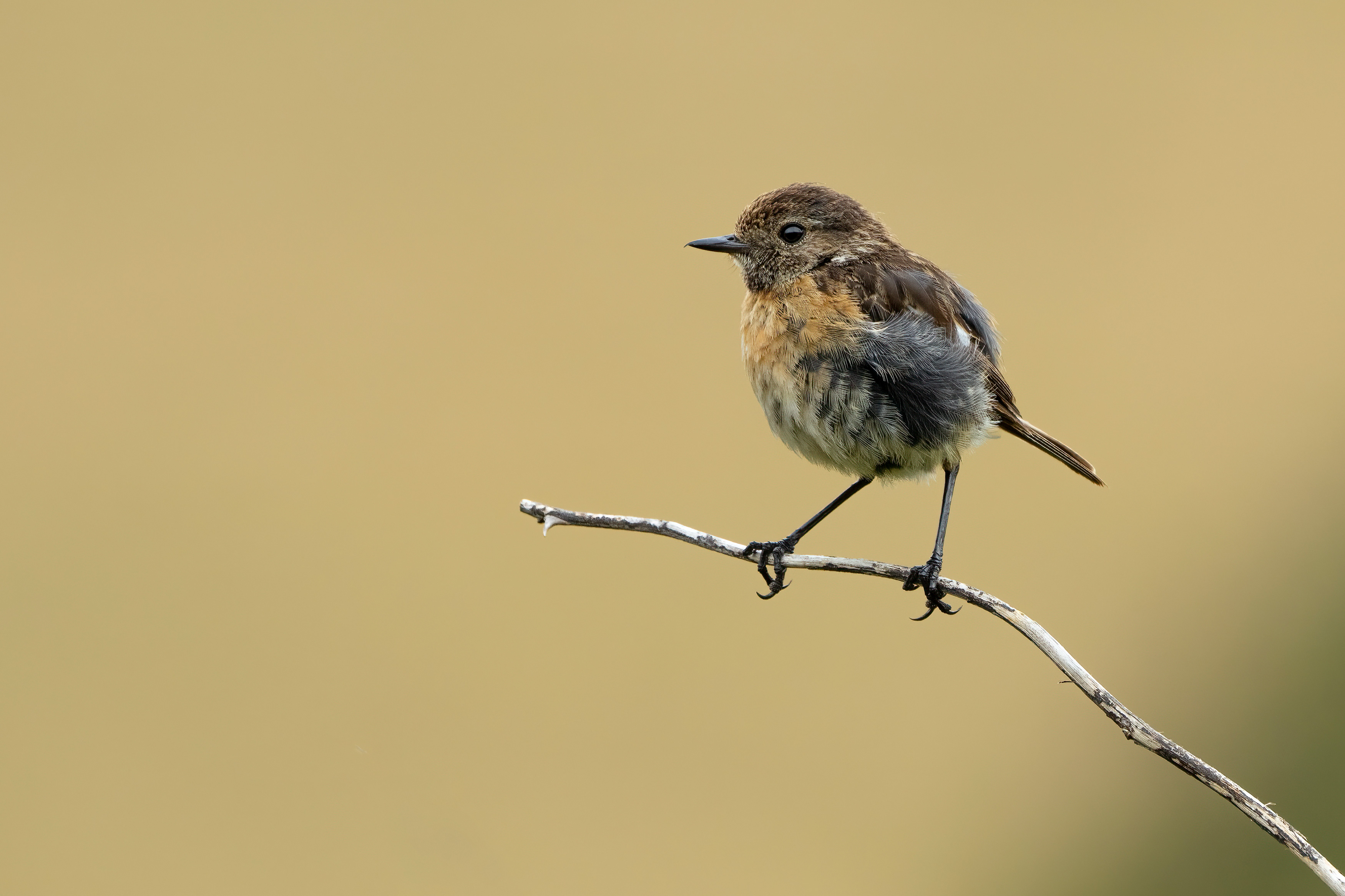 European Stonechat perched on a single branch