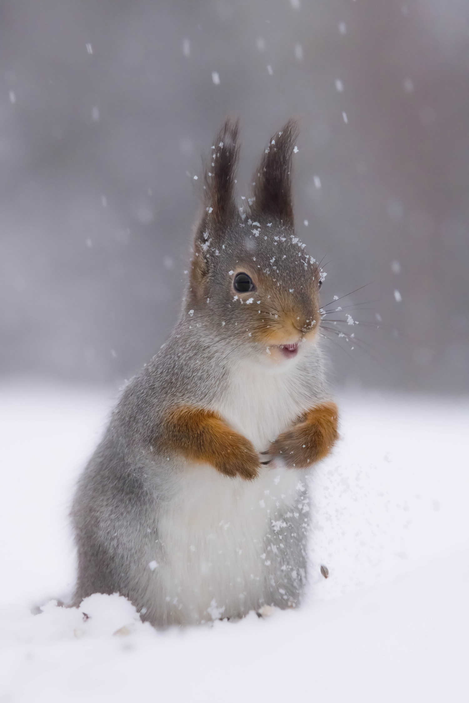 Een rode eekhoorn met zijn bek open staand in de sneeuw in het noorden van Zweden, gefotografeerd door Hannah Stitfall met een Canon EOS R5