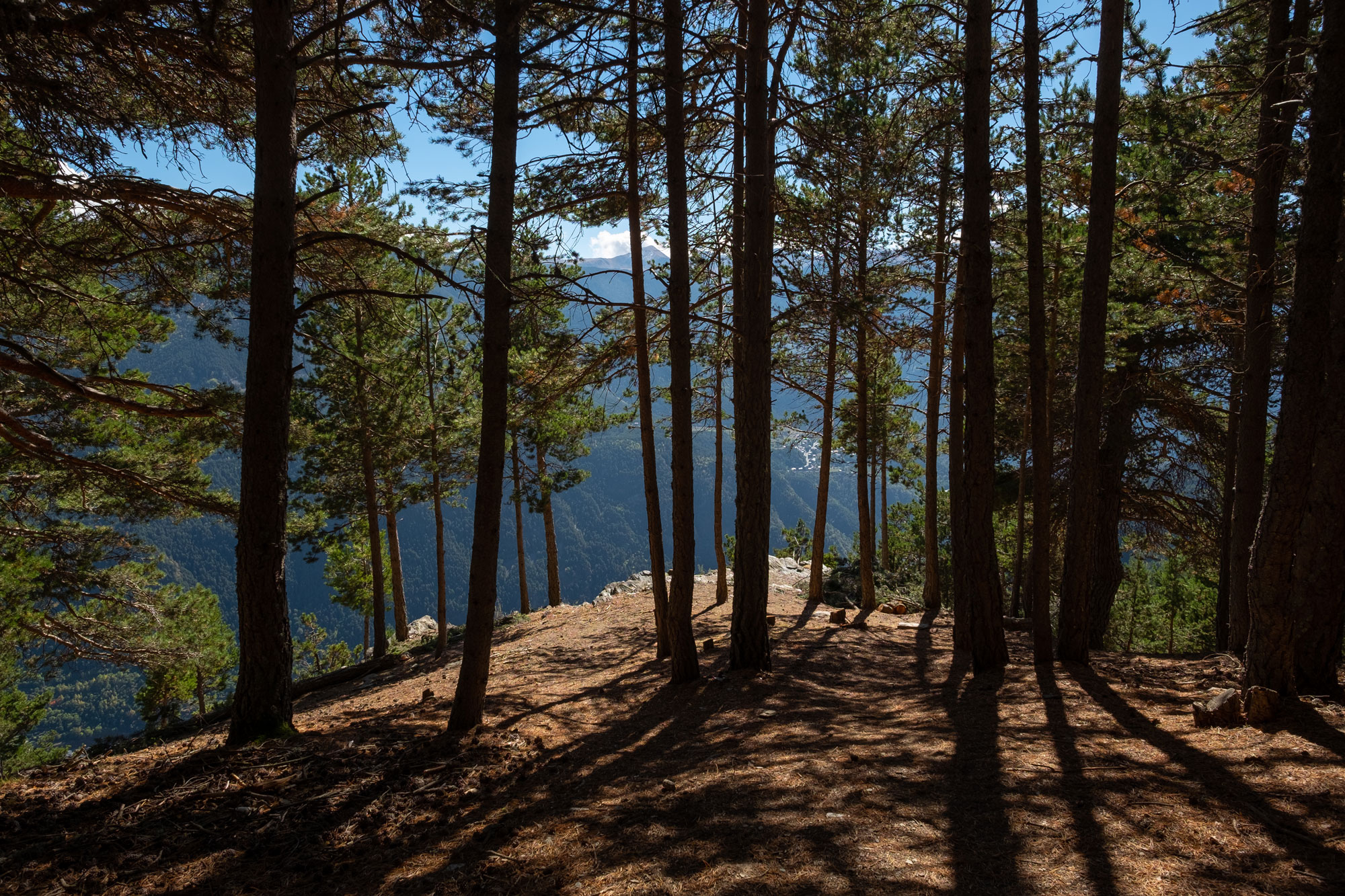 Sunlight filters through the trees of a sparsely populated forest, their shadows stretching out in front of them. A vast mountainous landscape can be seen in the distance.