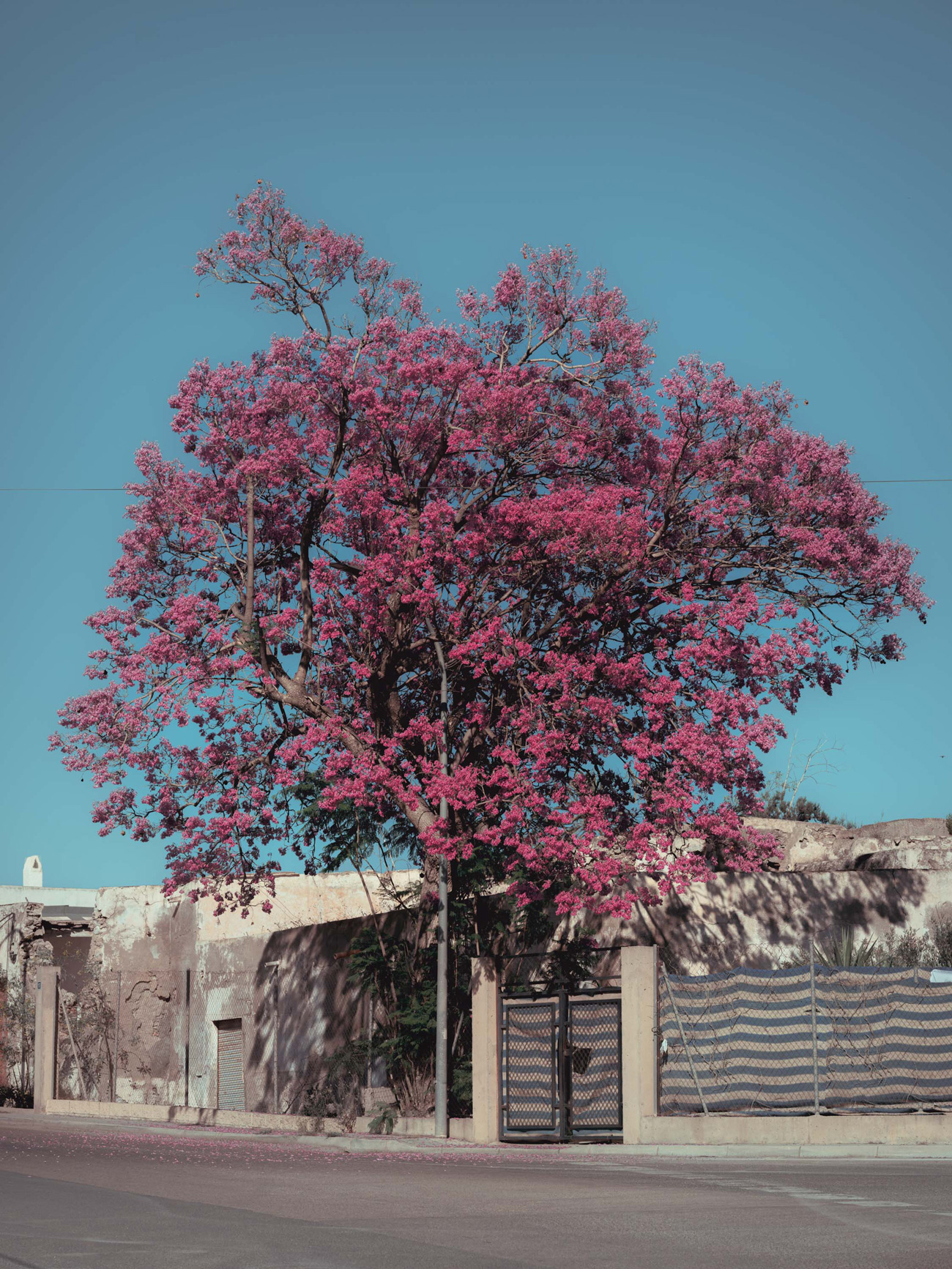 Pink tree with a blue sky