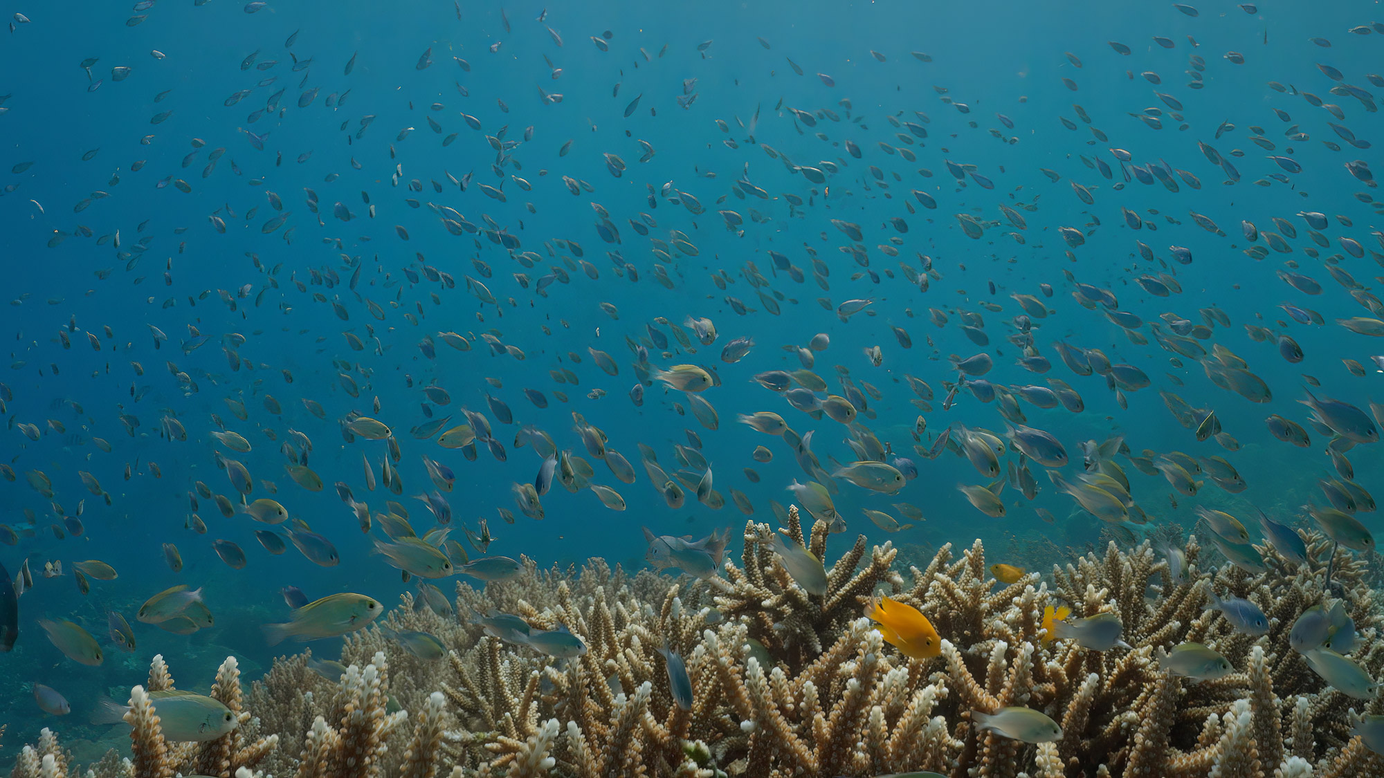 A school of fish above a coral reef