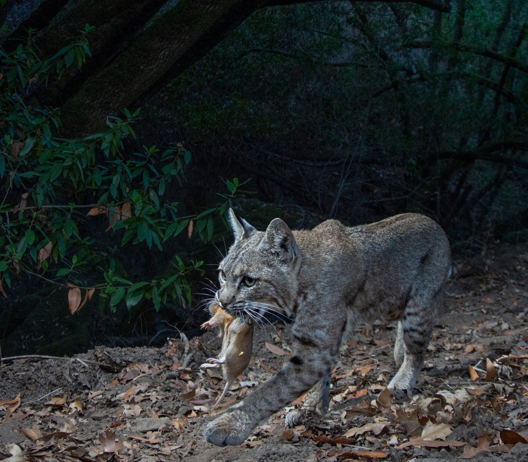 Bobcat walking on a trail holding freshly caught prey in California, USA.