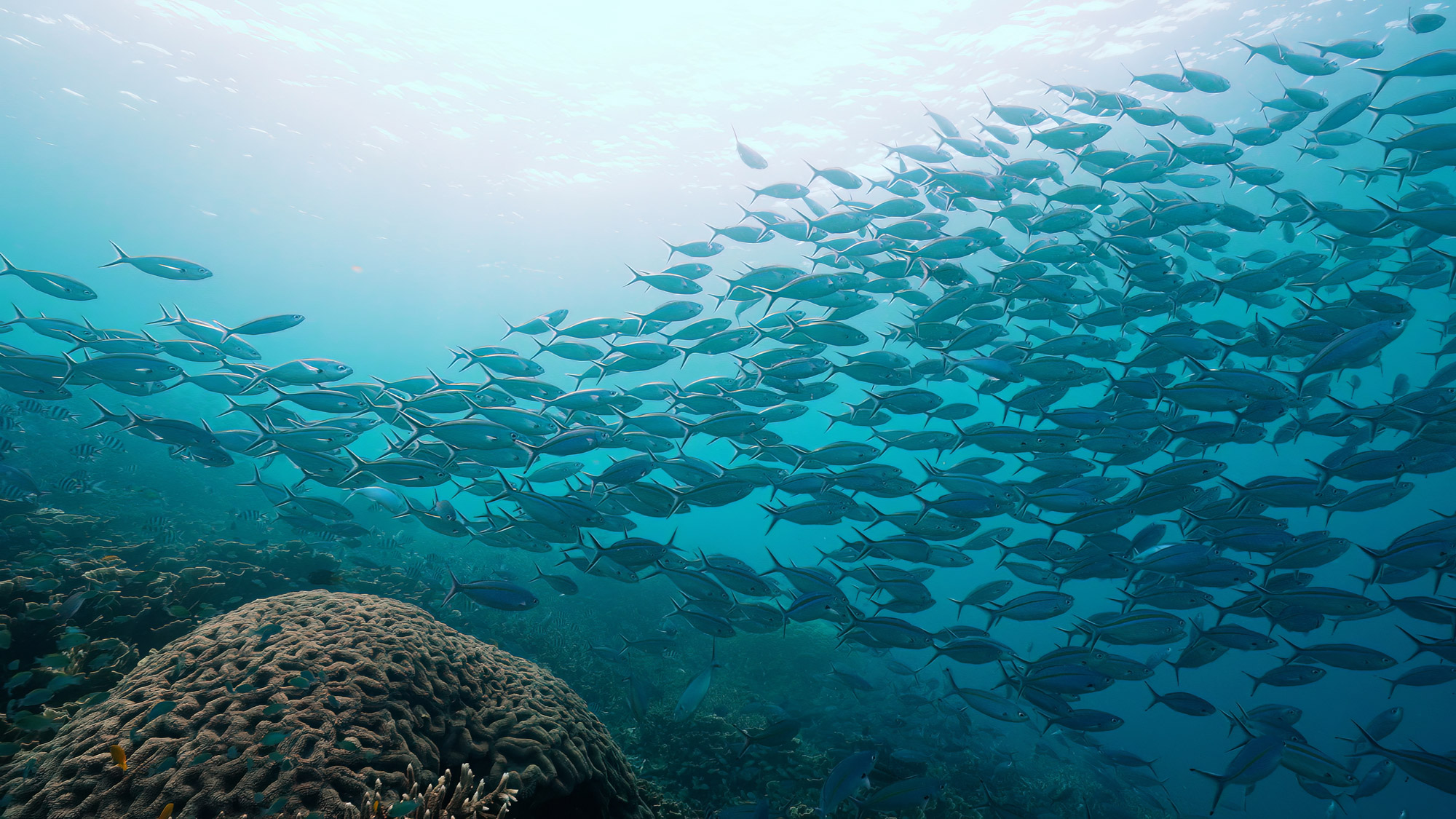 Ein Fischschwarm schwimmt an einem Korallenriff in der Nähe von Raja Ampat vorbei, aufgenommen von Elise Gibbins mit der Sony PXW-FX3.