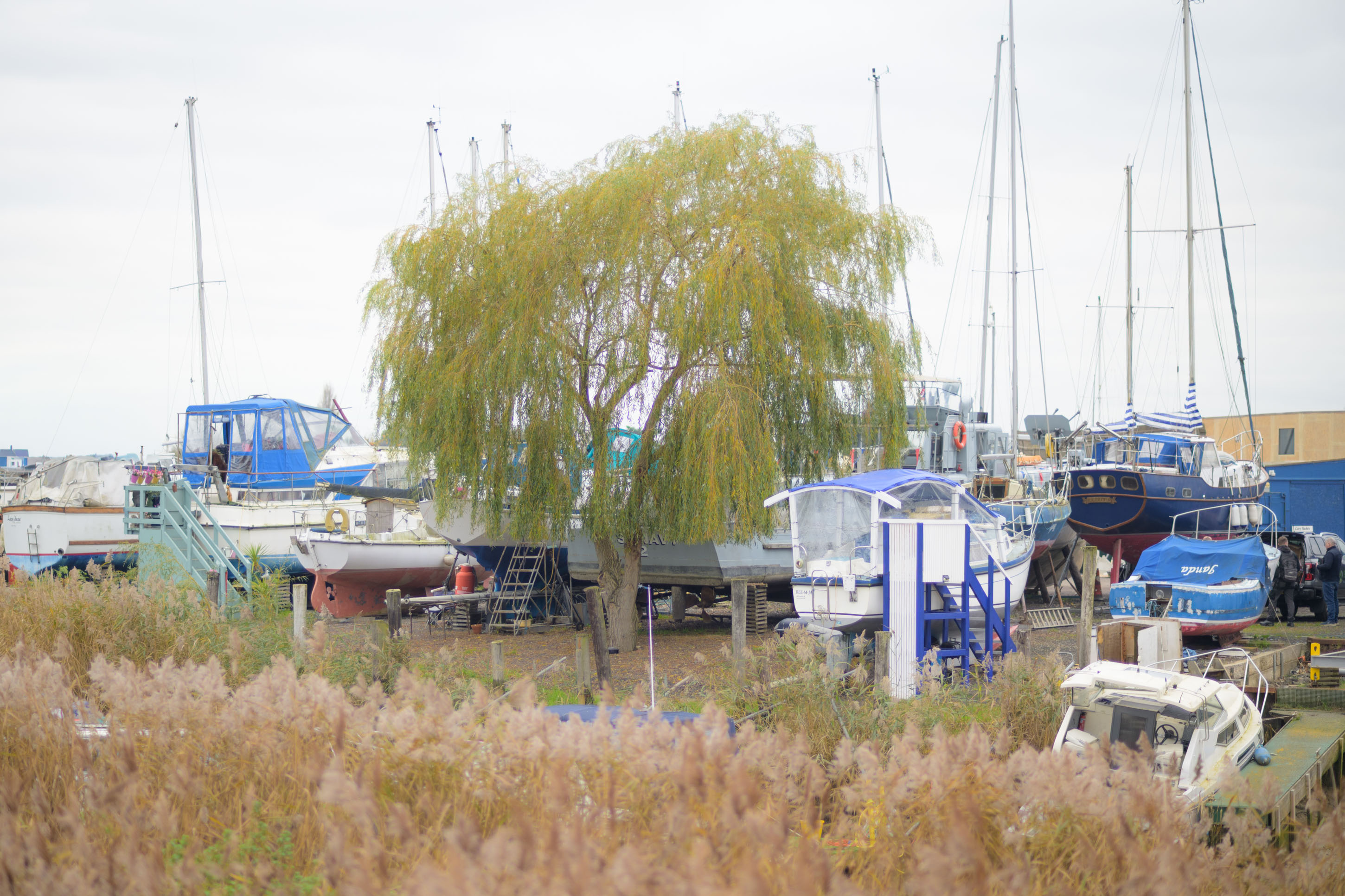Boats stored on land beside a marina, framed by autumn reeds and a willow tree, photographed with the Nikon Zf by Connor Redmond. 