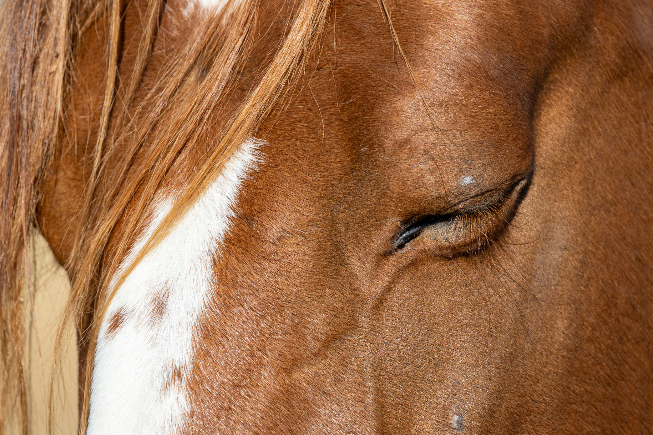 Nahaufnahme eines geschlossenen Pferdeauges in Wyoming, USA. Aufgenommen von Kristi Townsend mit einer Canon EOS R7.