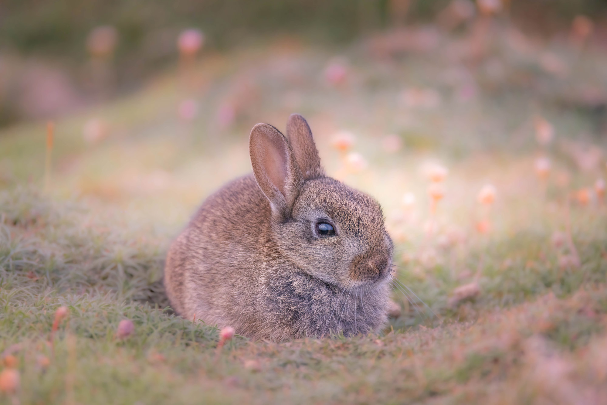 A rabbit in a field
