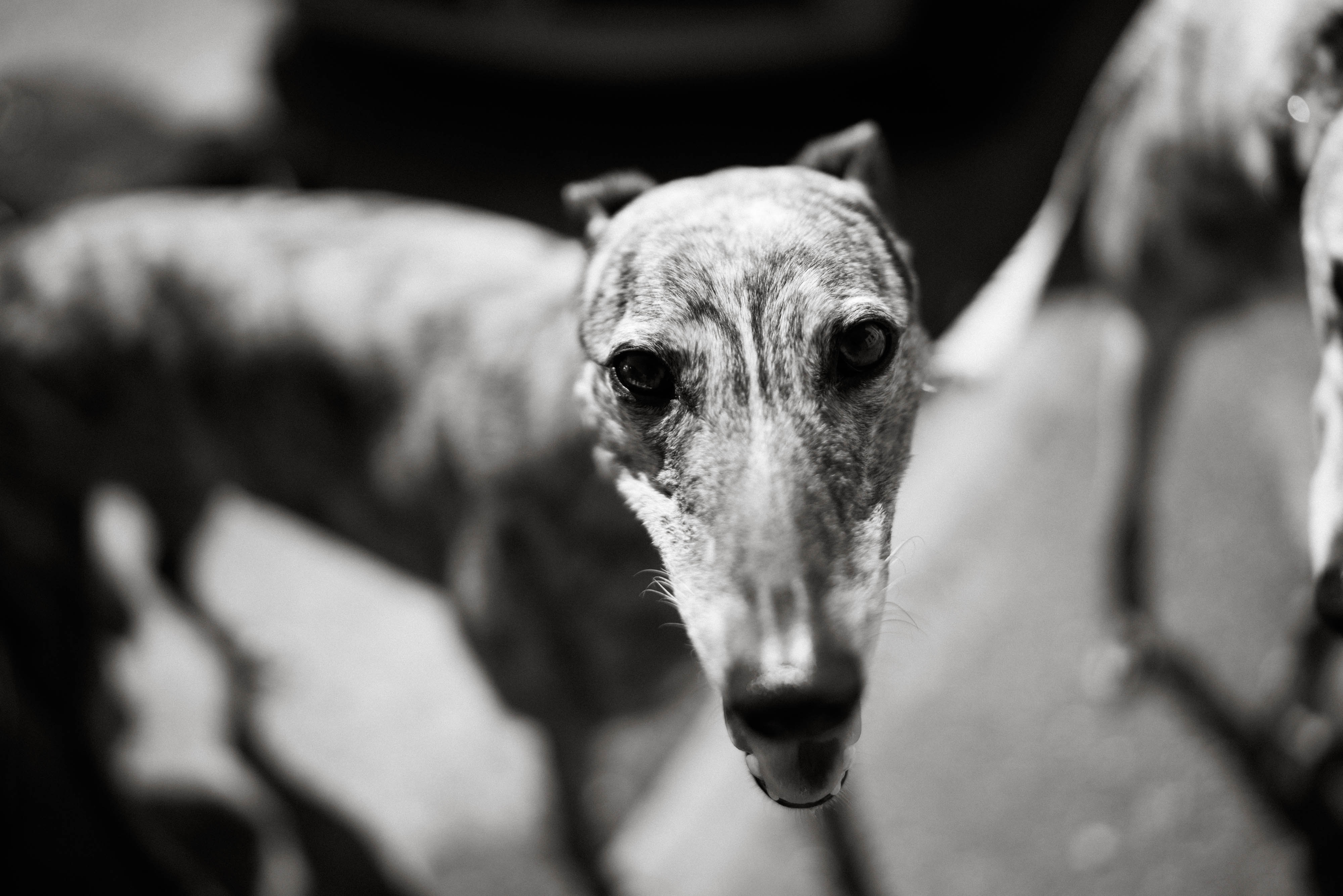 A whippet dog in black and white