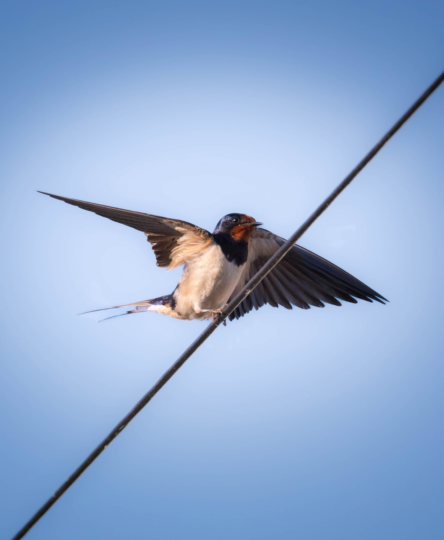 A swallow landing on a cable