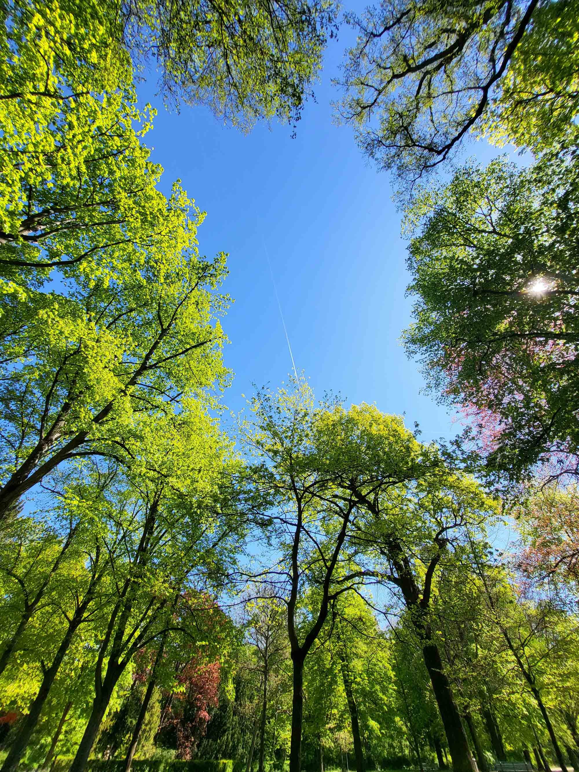 Bild von einem Kreis von Bäumen, mit strahlend blauem Himmel, fotografiert von Ludovica D'Onofrio.