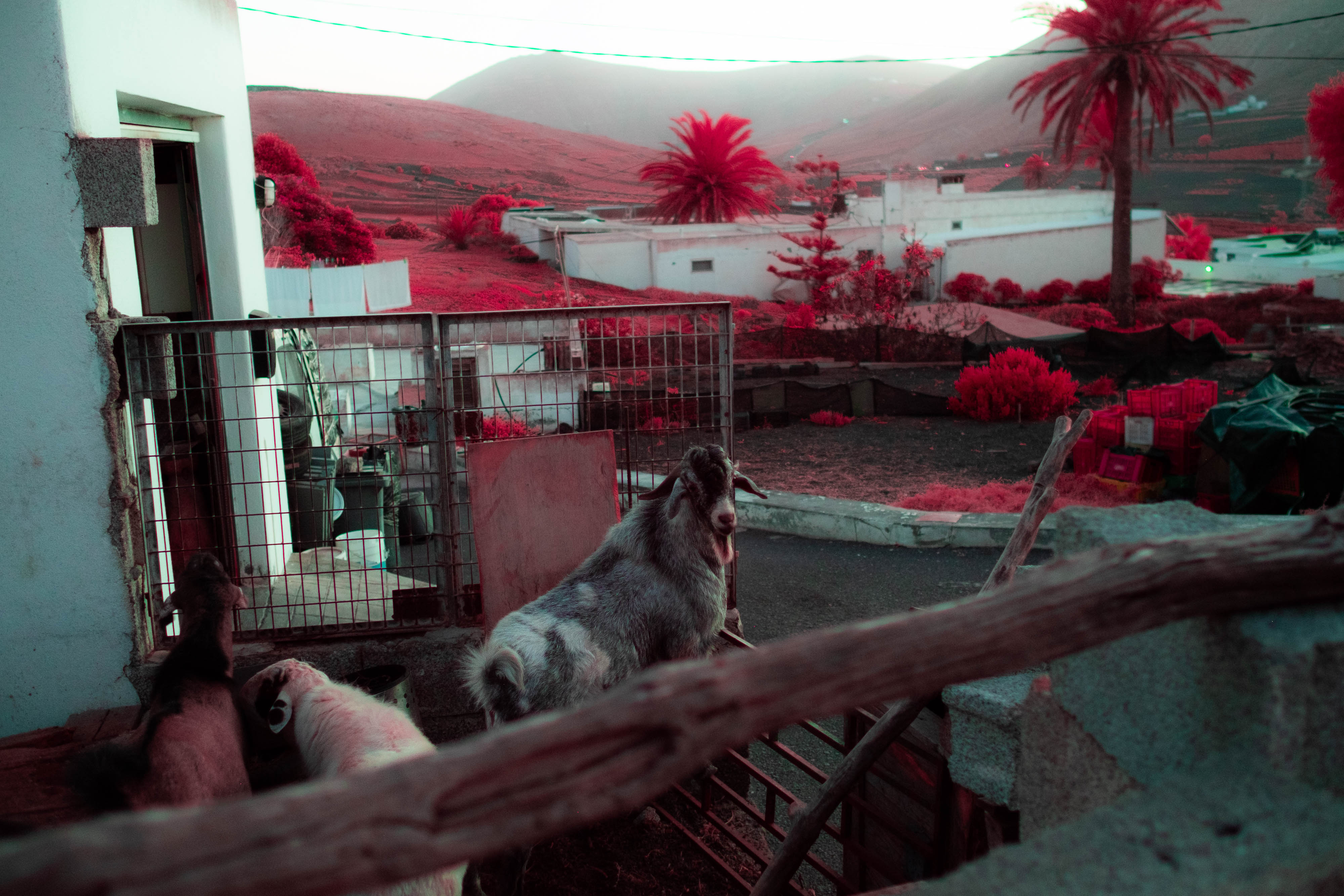 An infrared photo of a goat climbing up balcony stairs in Lanzarote with houses, trees and hills in the background, shot by Ian Howorth with an IR-Converted Fujifilm X-T1