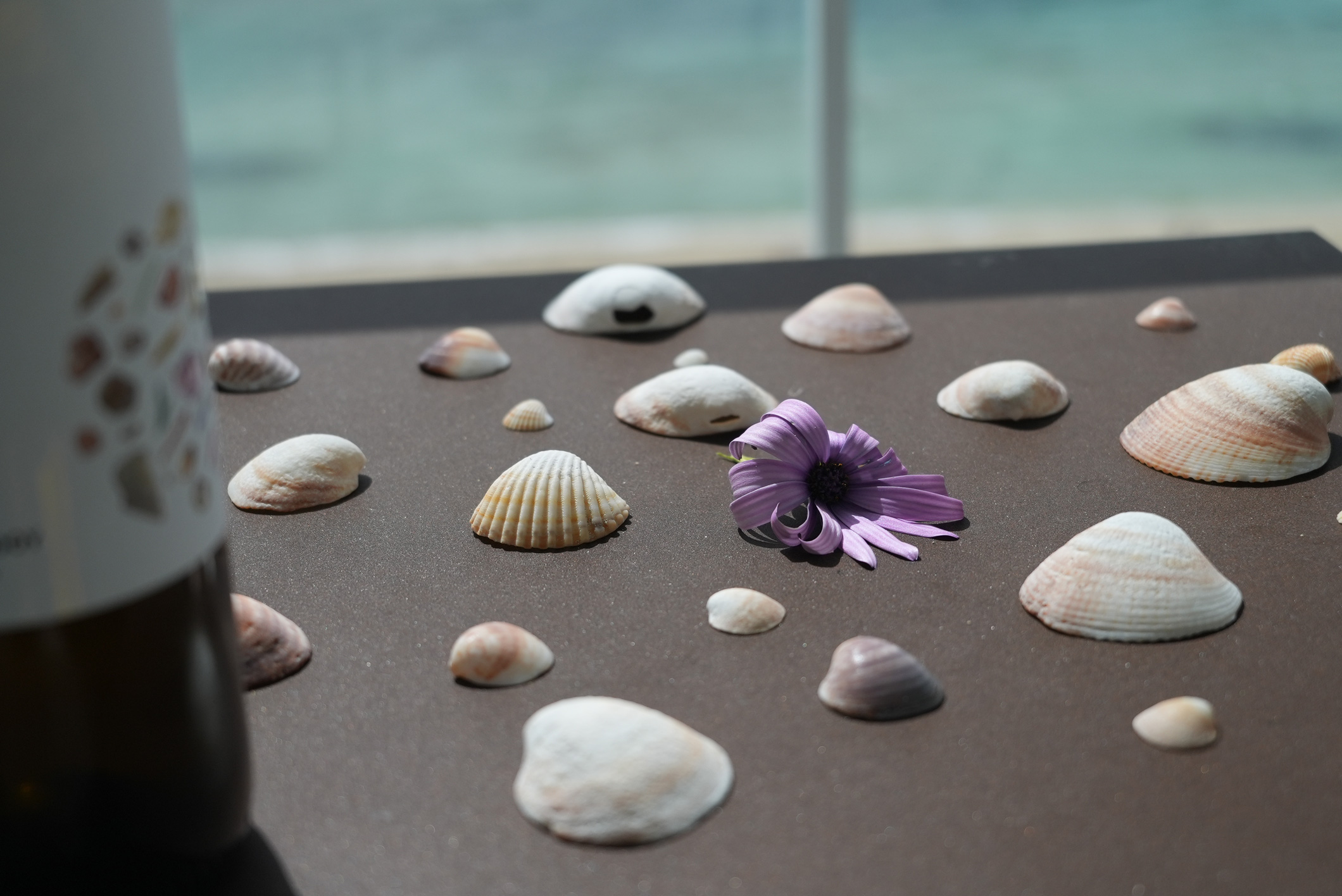 Photo of seashells and a purple flower on a flat surface