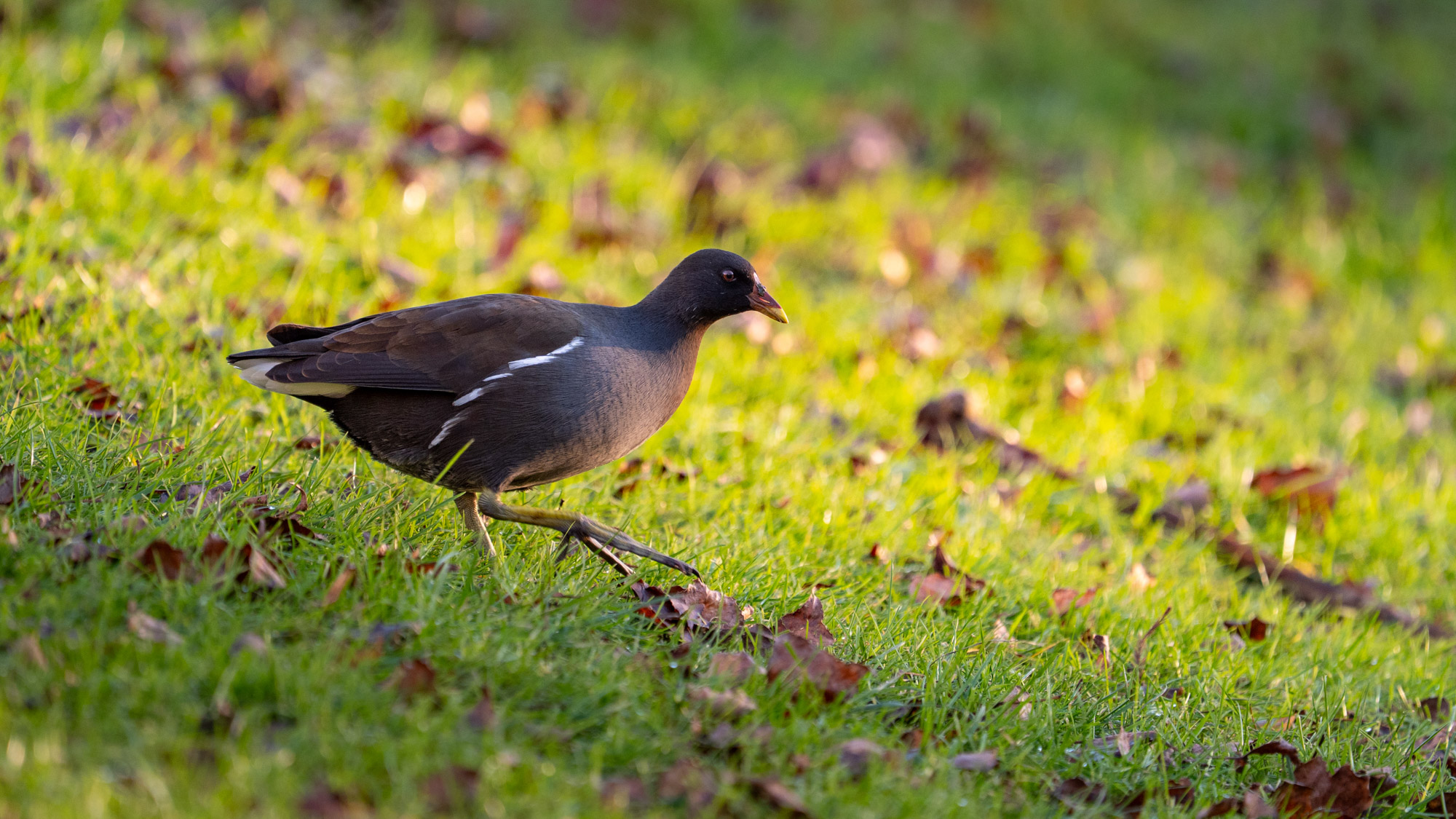 Rustige natuurfoto van een waterhoen die door gras loopt, vastgelegd in warm licht met natuurlijke kleuren en een zachte achtergrond.