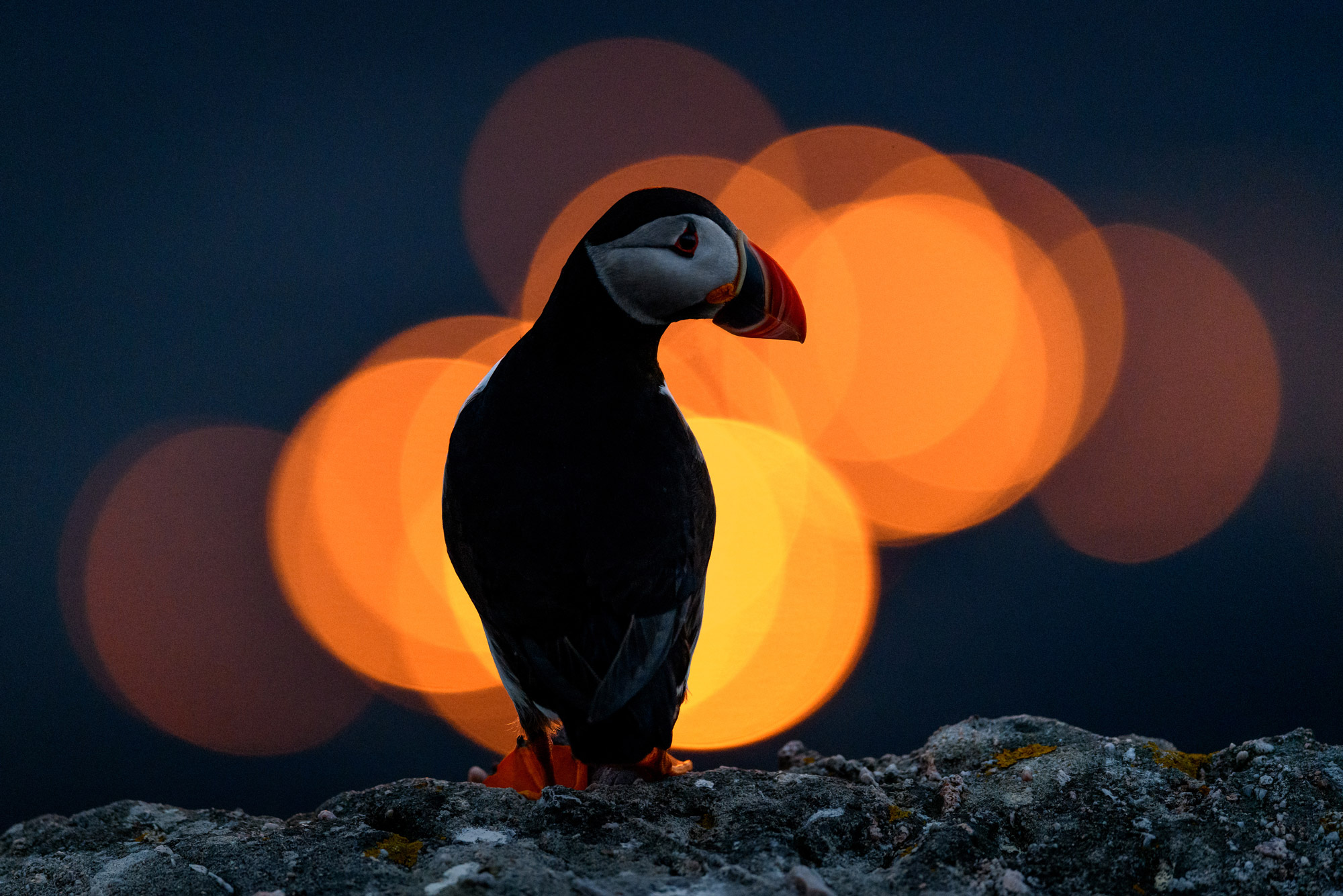 A puffin with orange bokeh lights in the background, shot with a Nikon D850 by Richard Peters