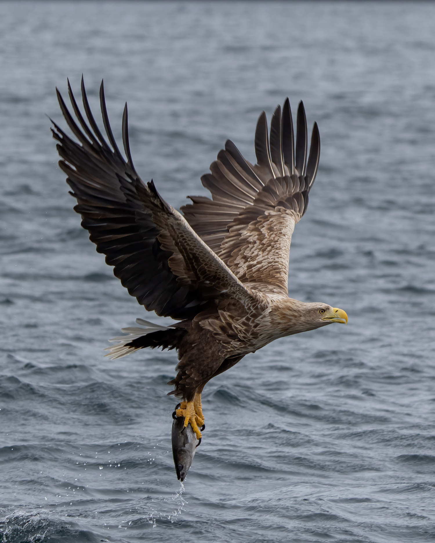 Een vliegende zeearend met een vis in zijn klauwen, gefotografeerd door Jason Fenton met de Sony A1 en Sony FE 200-600mm f/5.6-6.3 G OSS.
