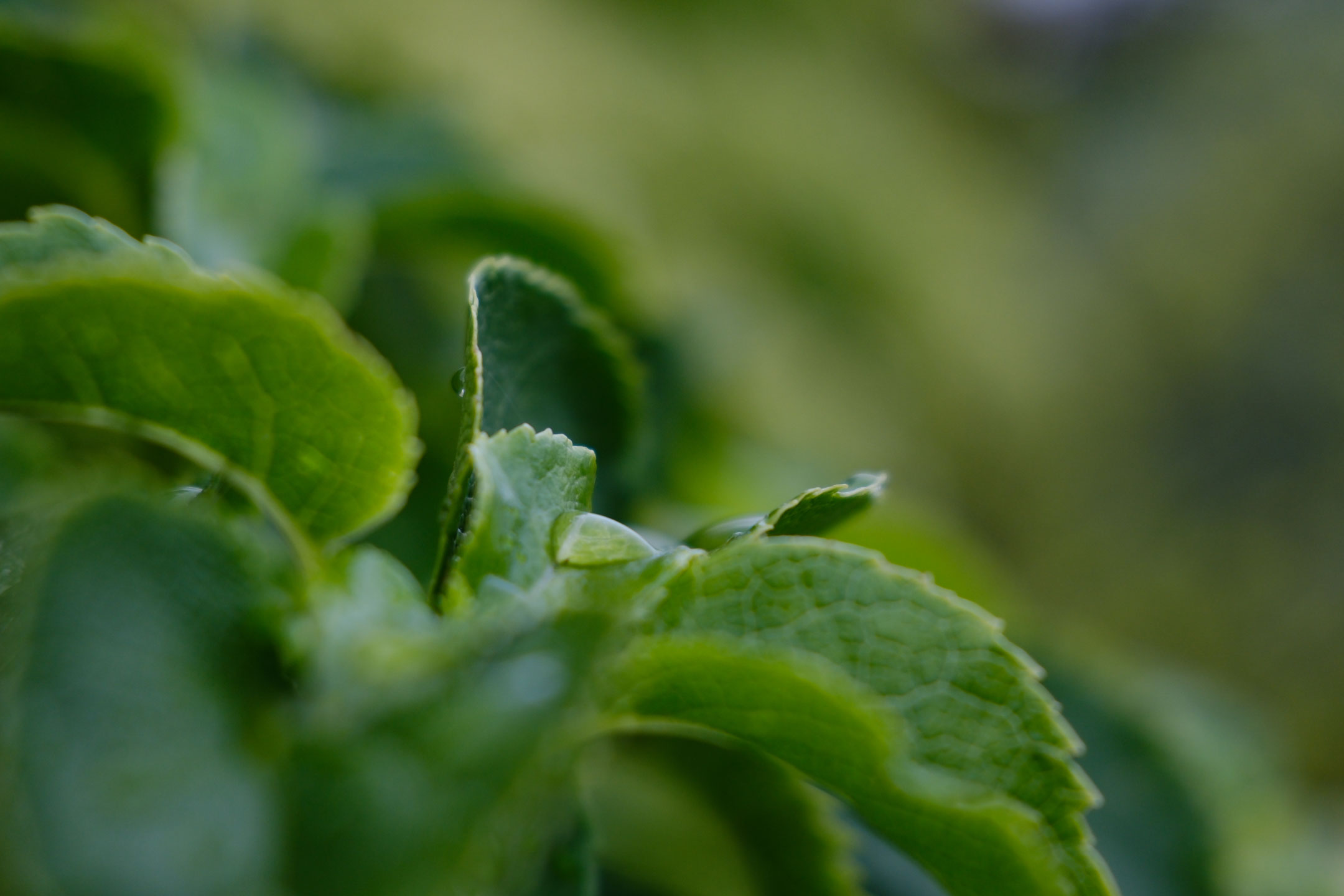 A close-up photo of verdant leaves with soft, out-of-focus background by Amy Moore with a Fujifilm X-T50