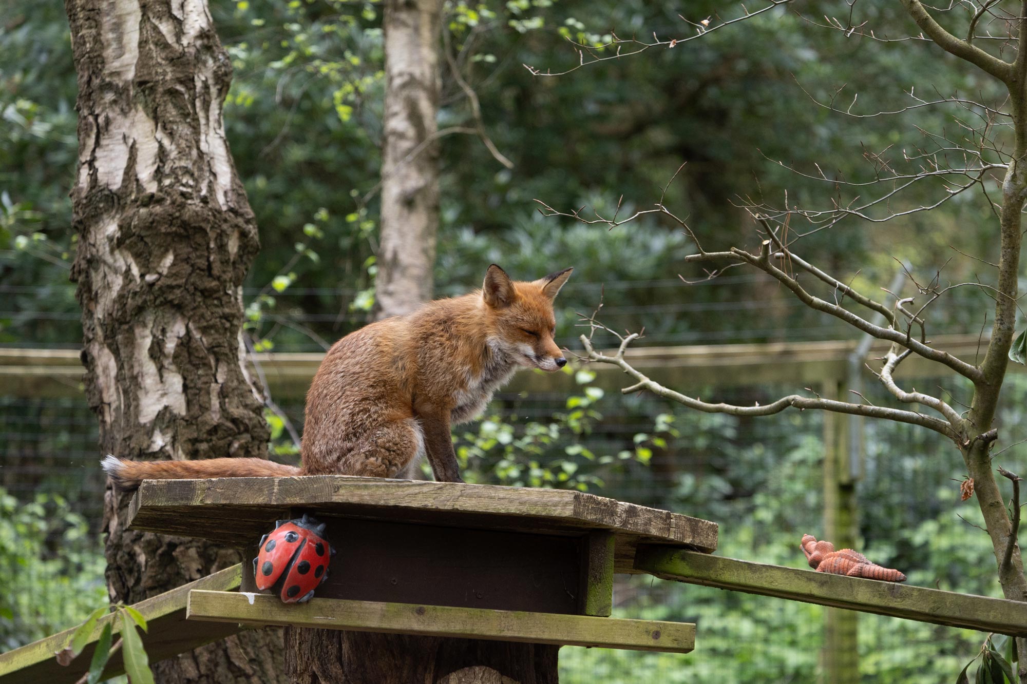 A fox sits dozily in a wildlife reserve, with an artificial ladybird and toys sitting underneath it. It is surrounded by trees, with a forest slightly out of focus in the background.