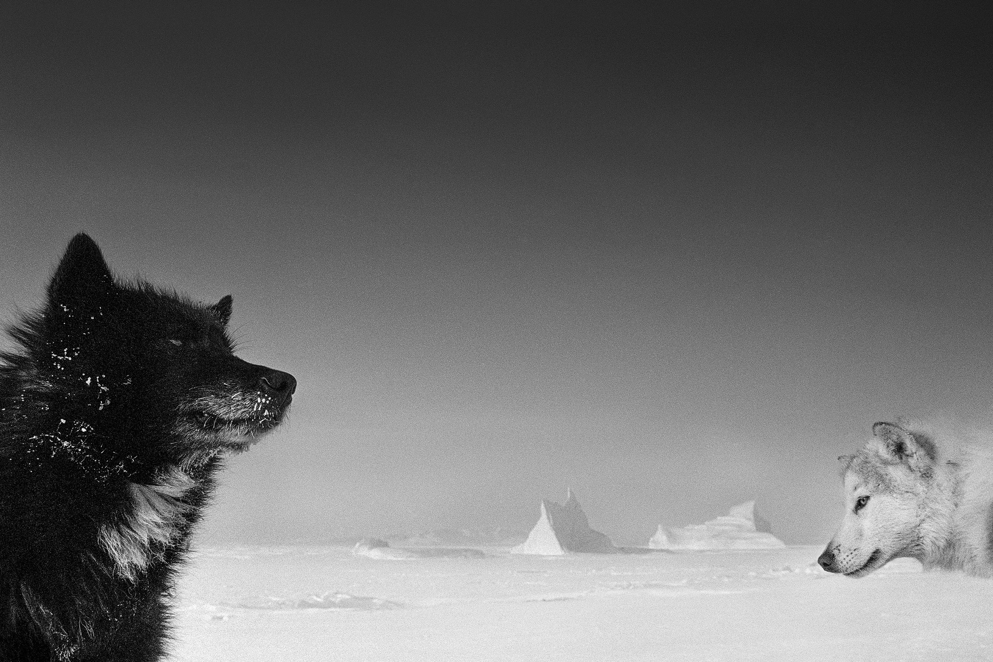 Photo en noir et blanc de deux chiens de traîneau, l'un au pelage noir à gauche de l'image, l'autre au pelage blanc à droite de l'image, en arrière-plan un paysage enneigé avec deux petites élévations, photo prise par Ragnar Axelsson.