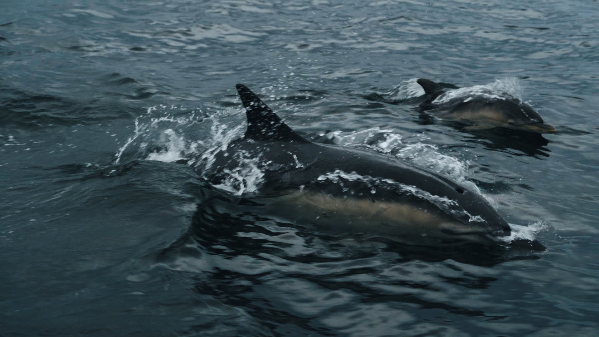 Een close-up van een groep dolfijnen zwemmen in de zee, een still uit de korte film Truluck van Matt Cannon en Jake Smallwood
