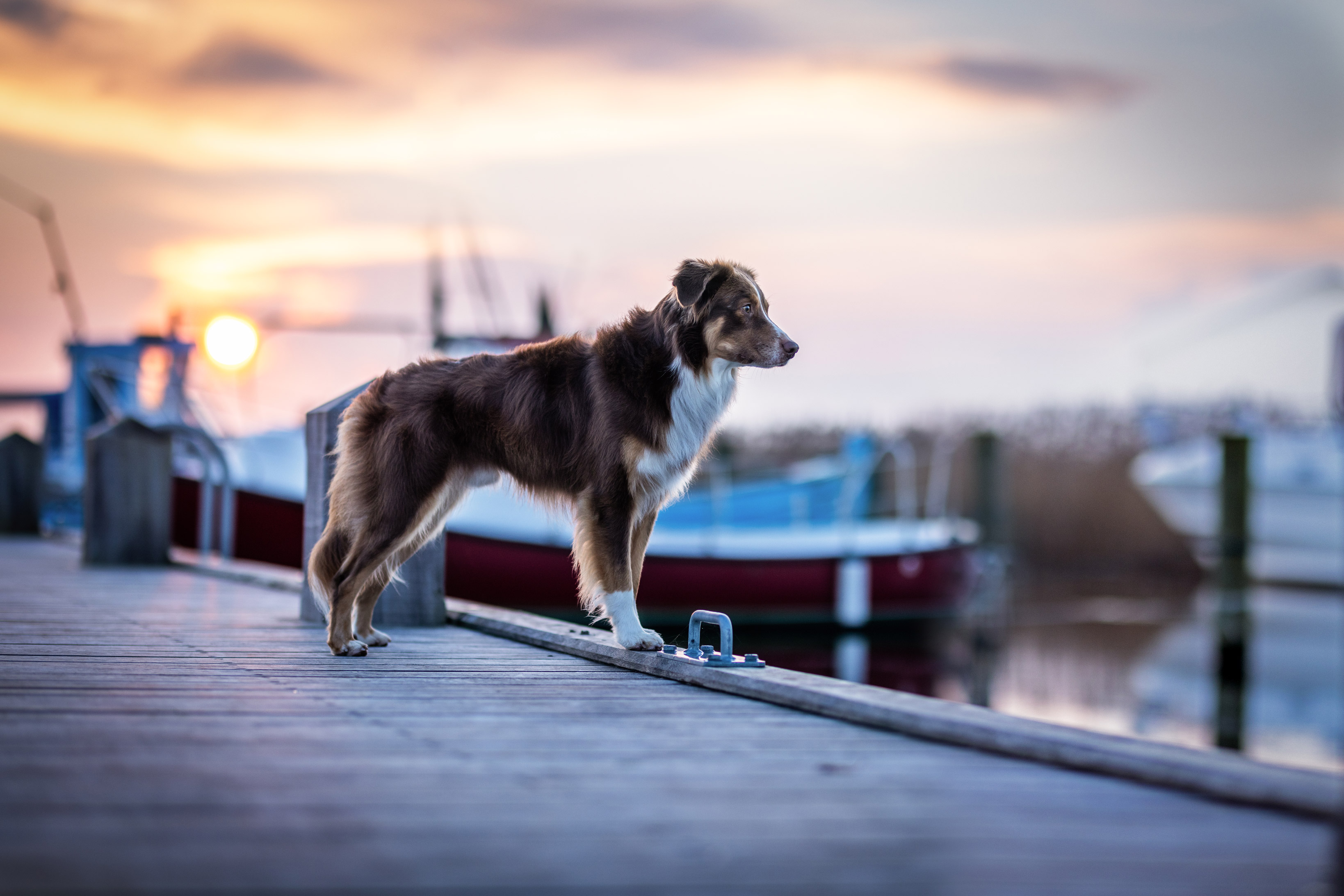 Dog with brown and white fur standing on a footbridge and looking into the water, by Lea Heidt

