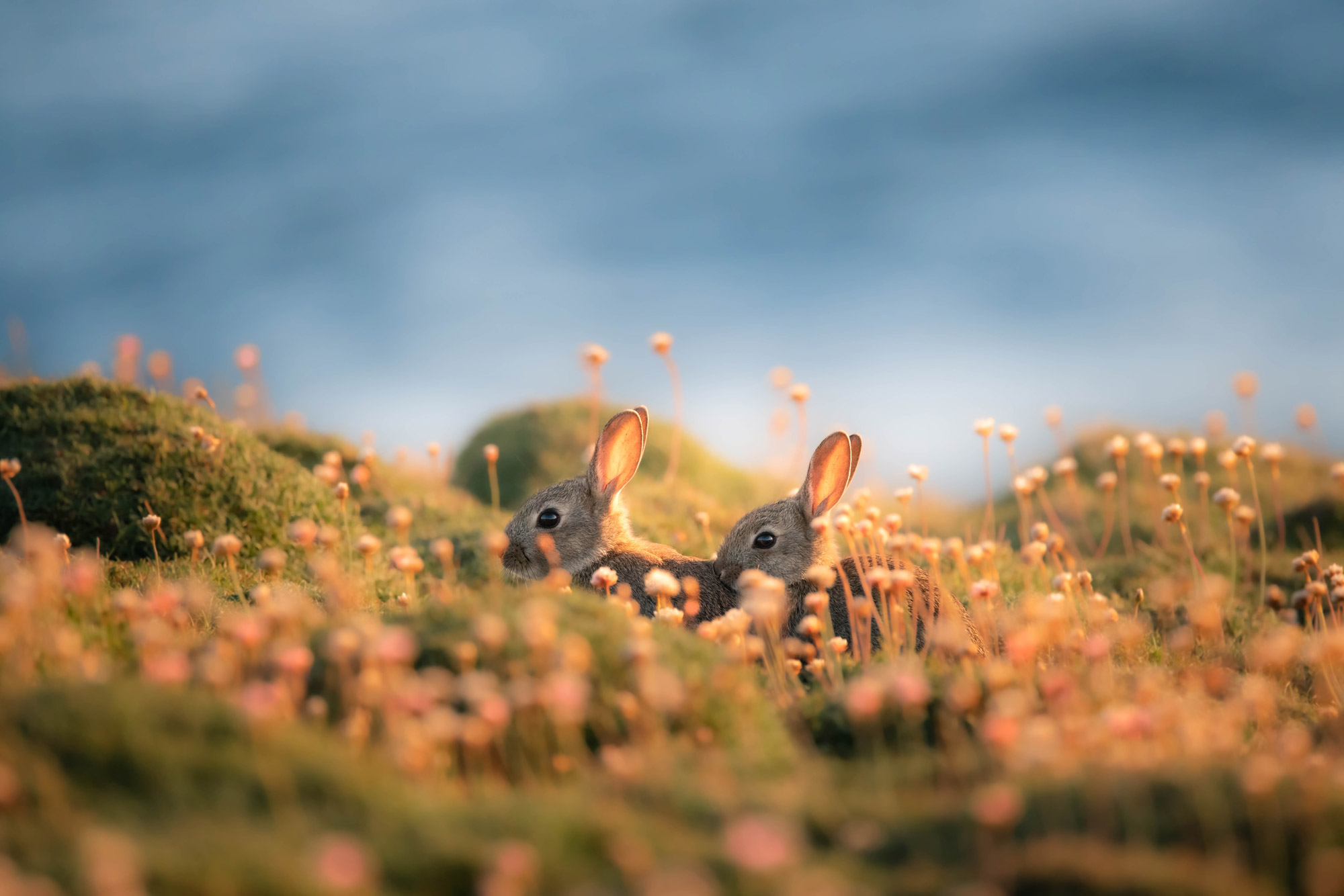 Two rabbits in a field