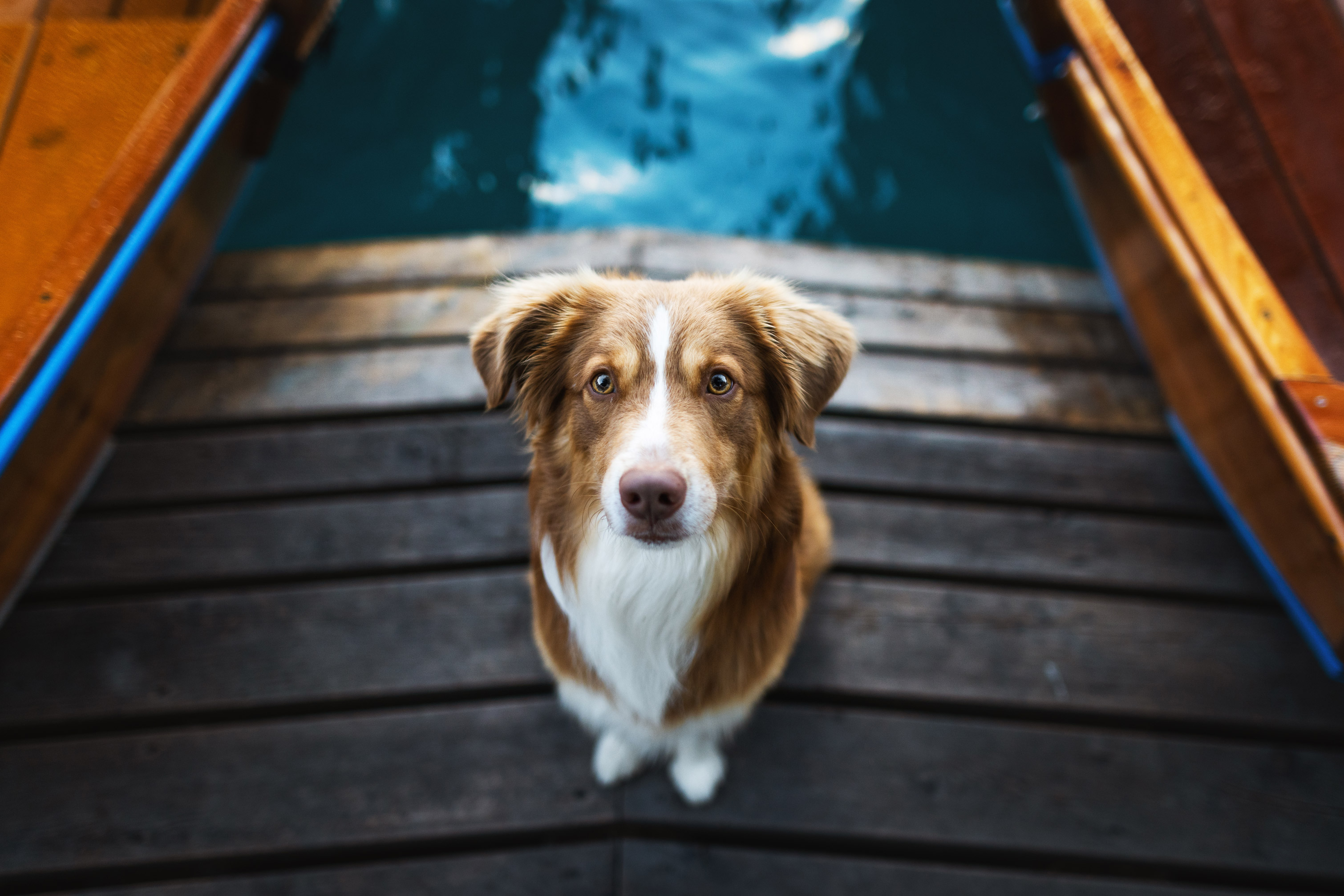 Picture of a dog with white-brown fur, taken from above by Lea Heidt