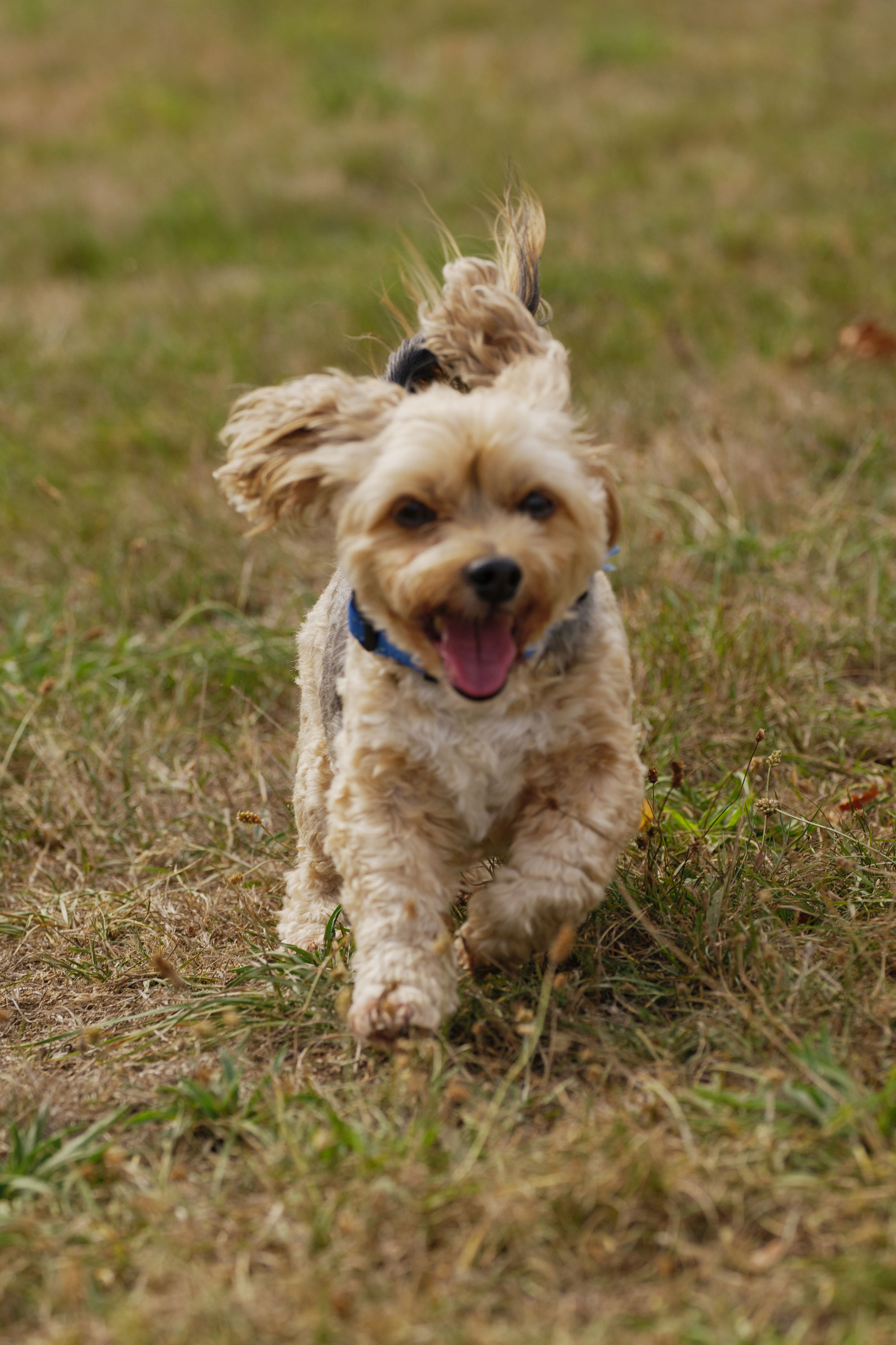 A photo of a Yorkshire Terrier running towards the camera with its tongue out. Its head is slightly out of focus, demonstrating the Panasonic S9’s potential struggles with autofocus.