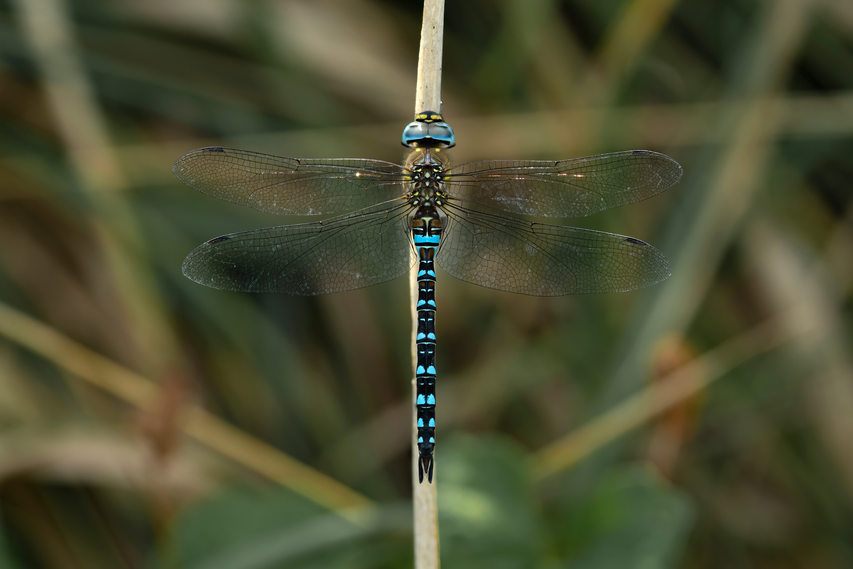 Migrant Hawker Dragonfly close up on a blade of grass