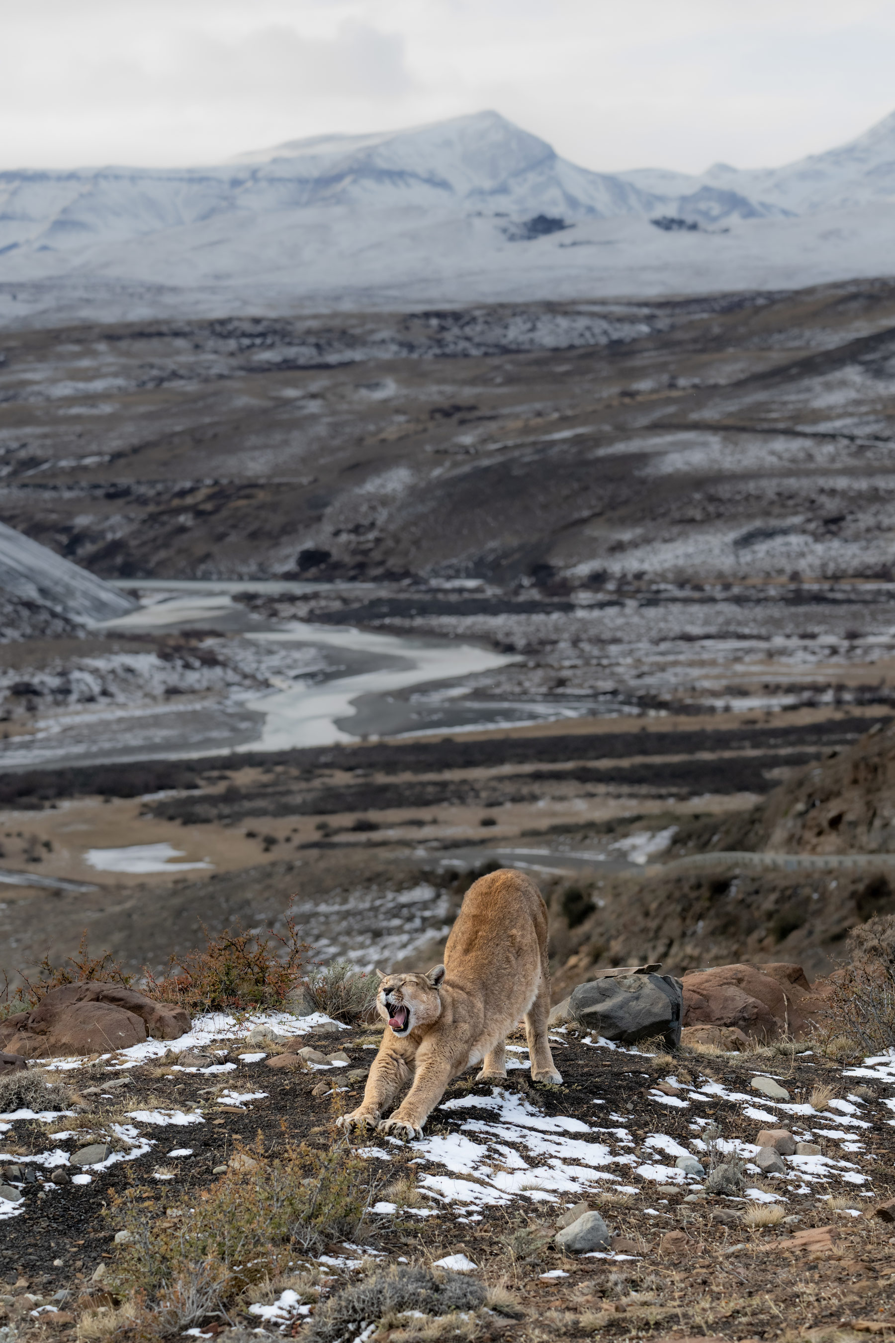 Een poema gaapt en strekt zich uit, met ijzige bergen op de achtergrond, gefotografeerd door Lara Jackson met Nikon Z9 en Nikon Z 100-400mm f/4,5-5,6 VR S