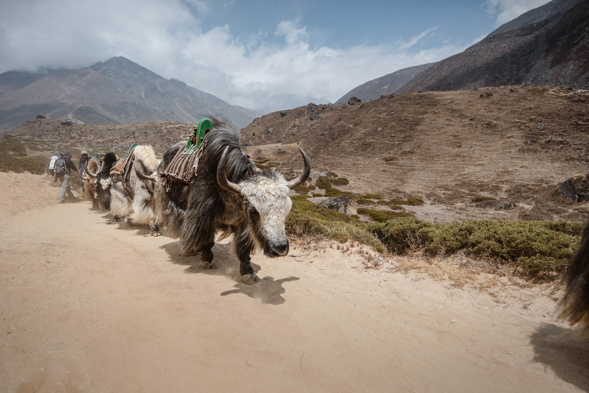 A line of yaks walking on a sand track with mountains in the background. Shot by Jack Anstey with the Sony A7 IV and the Sony FE 16-35mm f/2.8 GM.