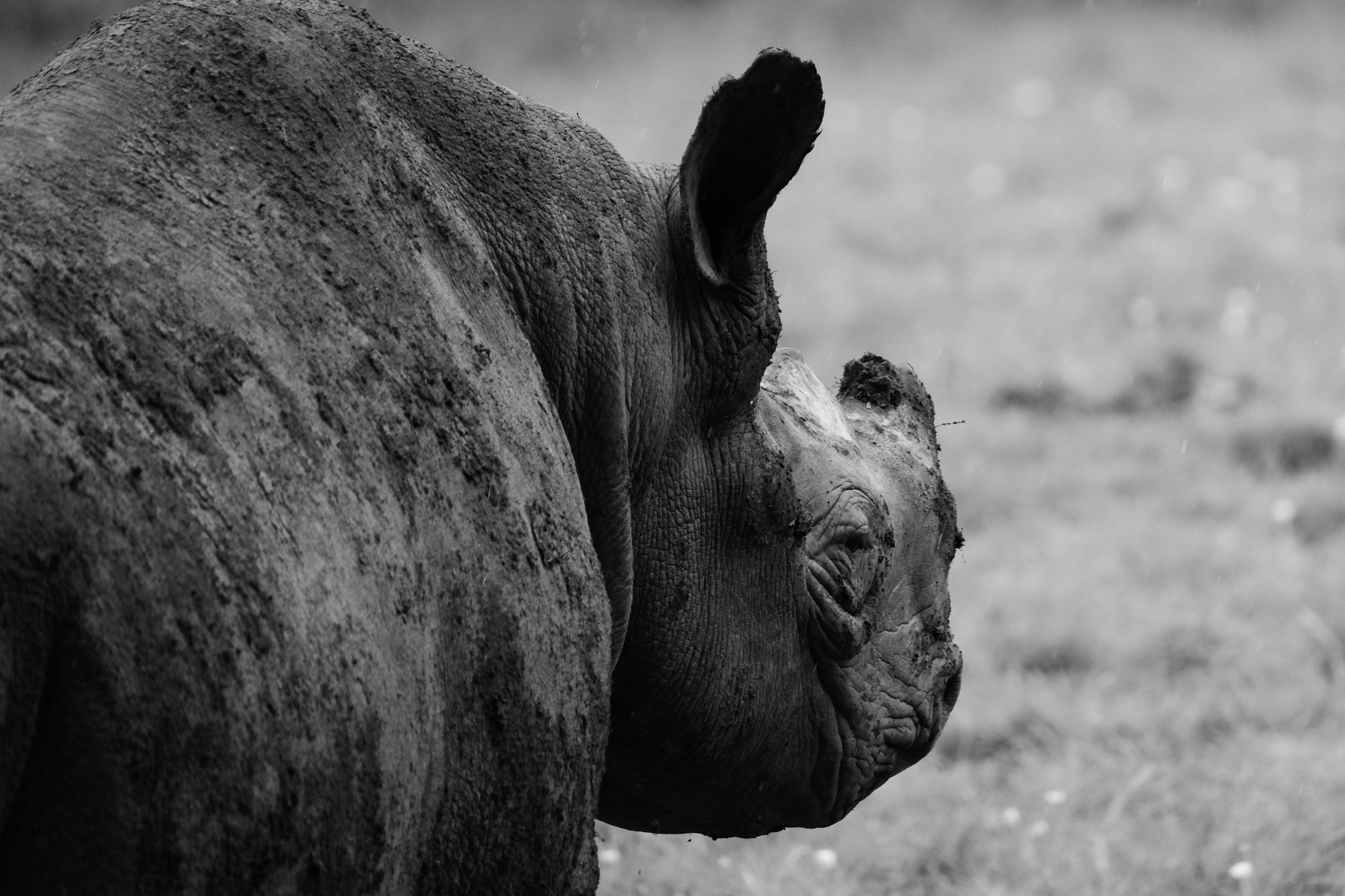 A black-and-white photo of a Rhino by Amy Moore with a Fujifilm X-T50