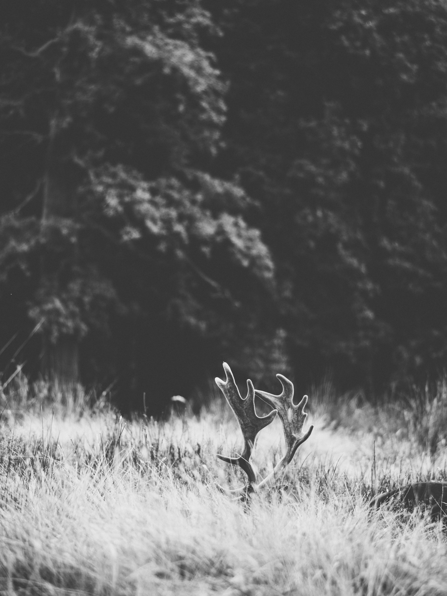 A black and white image of a deer’s antlers appearing above some long grass, shot by Emily Lowrey with the Panasonic Lumix DC-GH5.