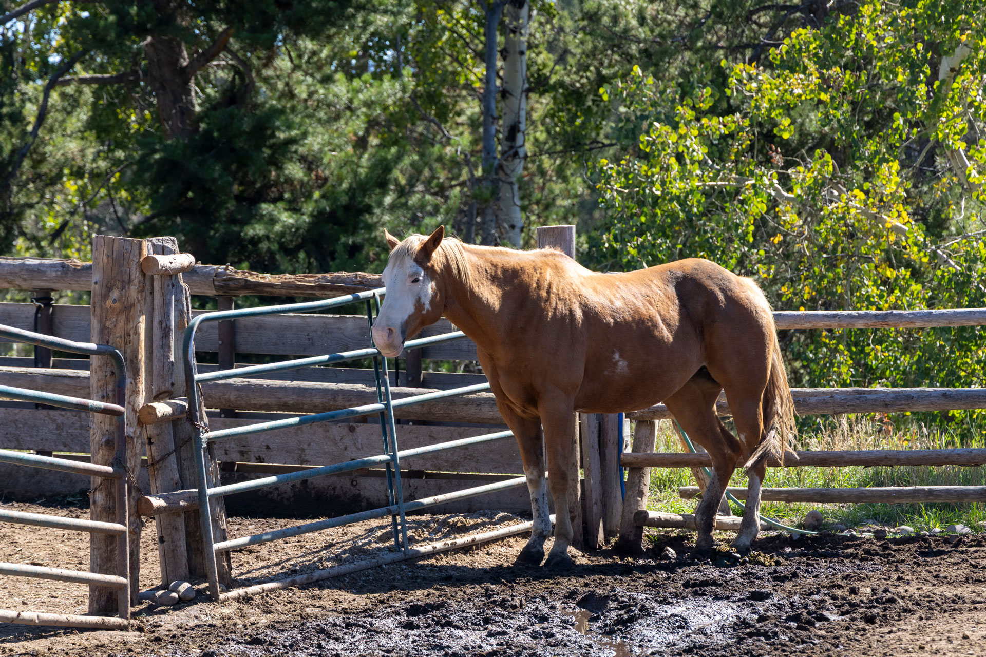 Pferd in seinem Gehege im Grand Teton National Park, Wyoming, USA. Aufgenommen von Kristi Townsend mit einer Canon EOS R7.