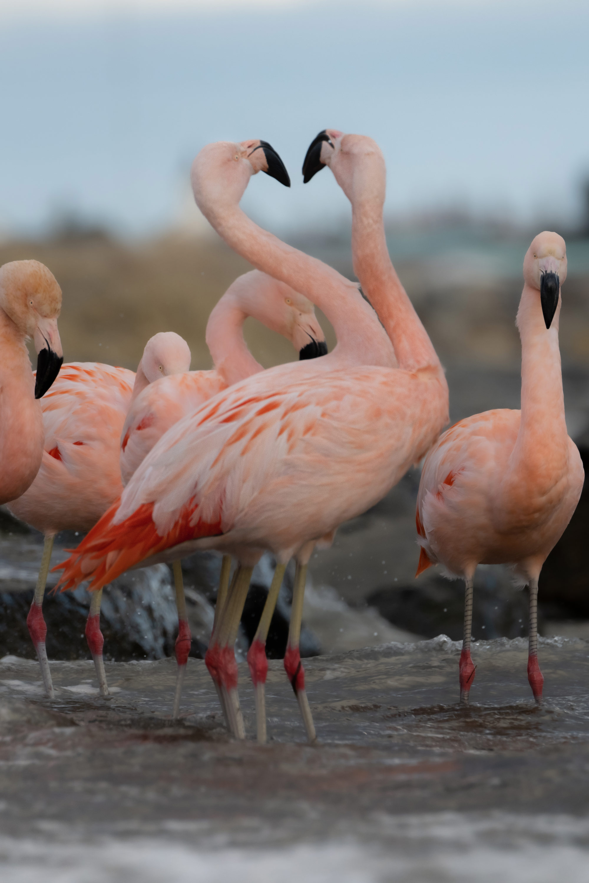 A group of pink flamingos standing in a river, photo by Lara Jackson with a Nikon Z9 and Nikon Z 100-400mm f/4.5-5.6 VR S