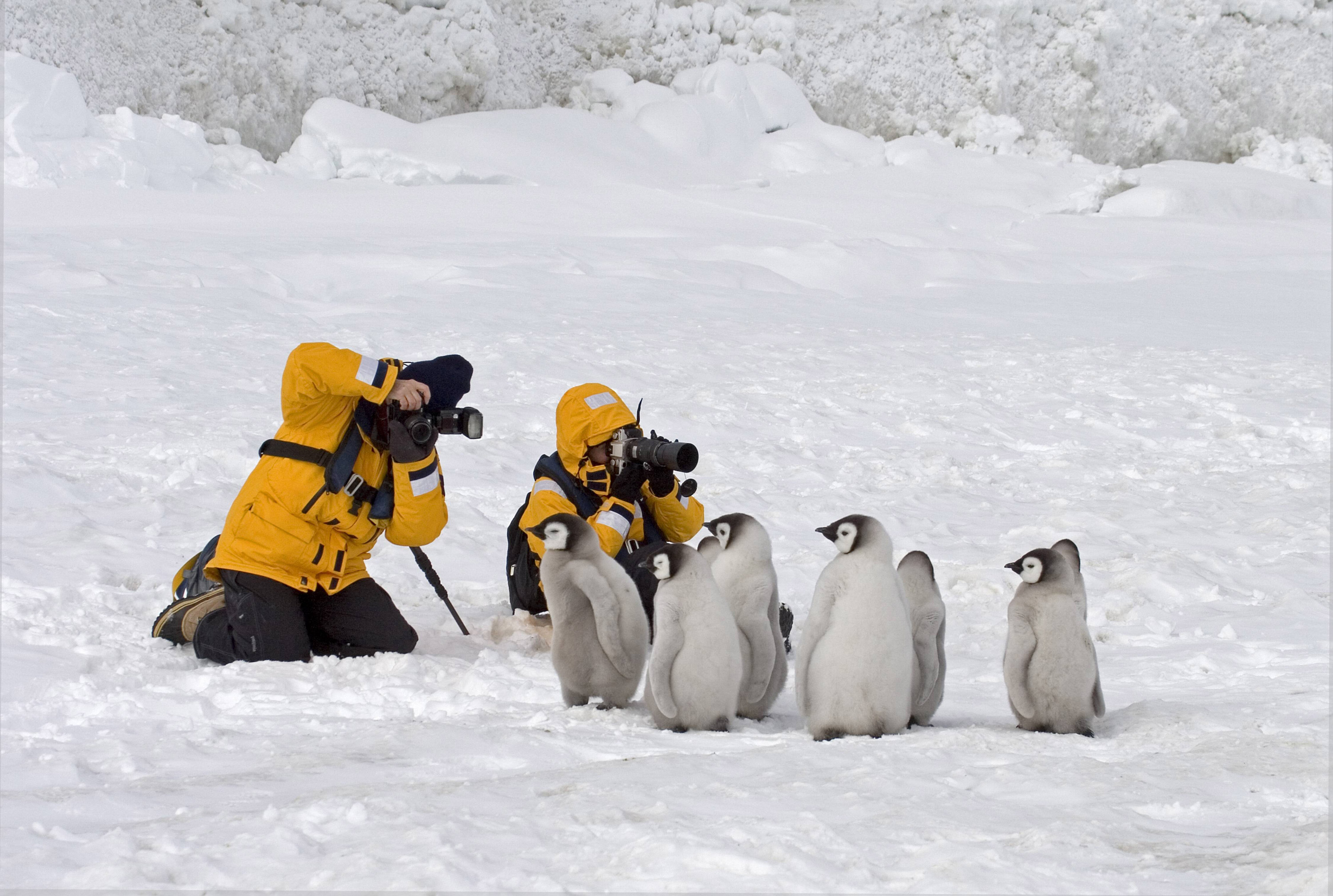 Two photographers take close up photos of a group of Emperor penguin chicks in the snow in Island, Antarctica.